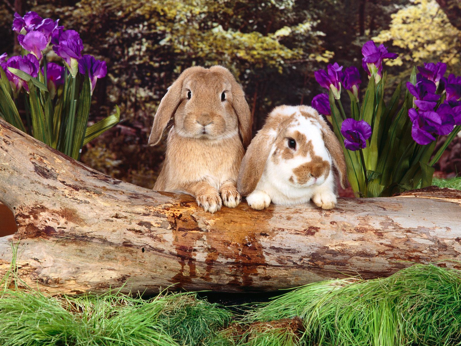 10592 Hintergrundbild herunterladen kaninchen, tiere, nagetiere - Bildschirmschoner und Bilder kostenlos