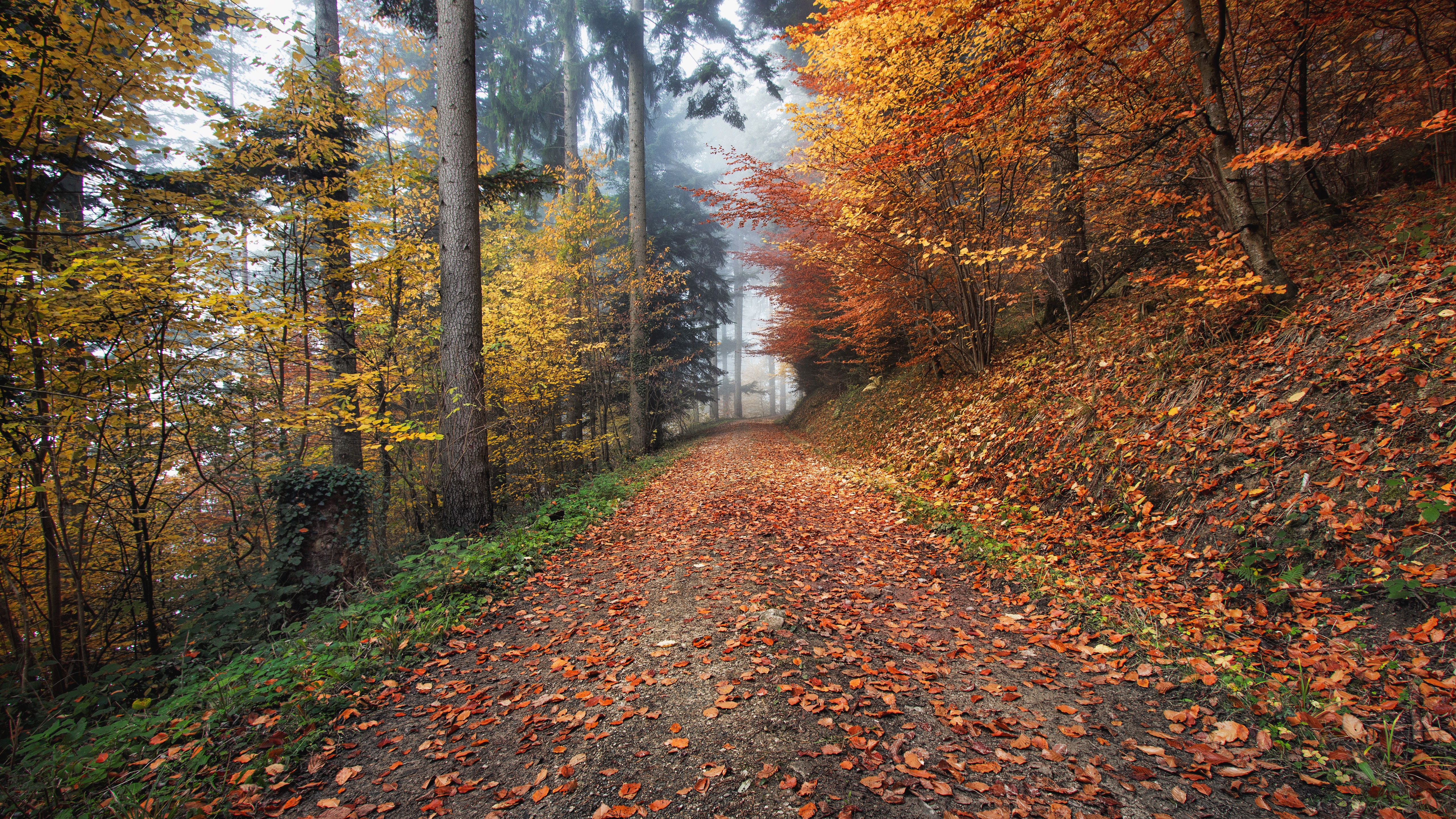 Full HD nature, autumn, path, foliage