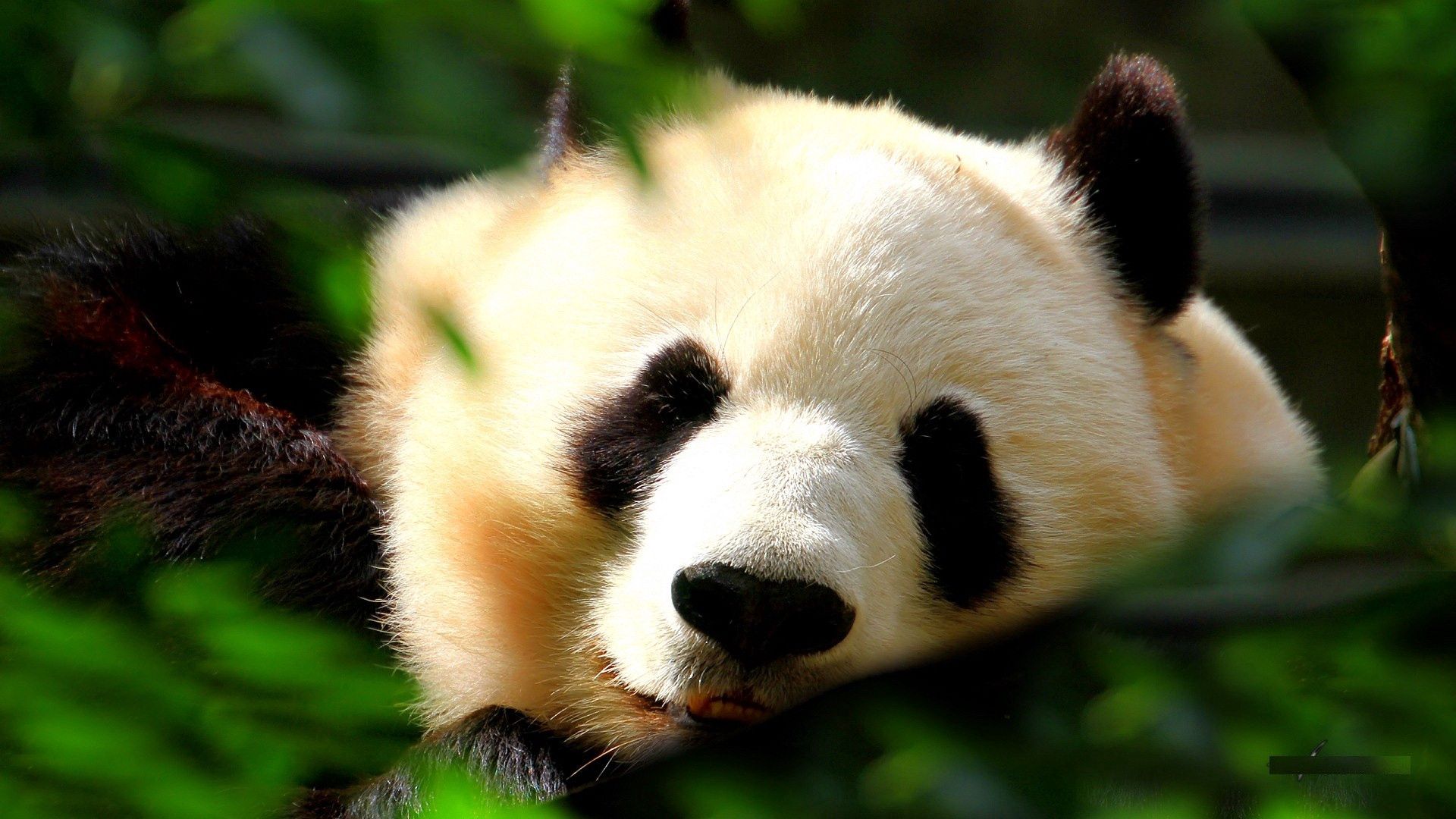 150873 скачать картинку морда, панда, животные, трава, сон - обои и заставки бесплатно