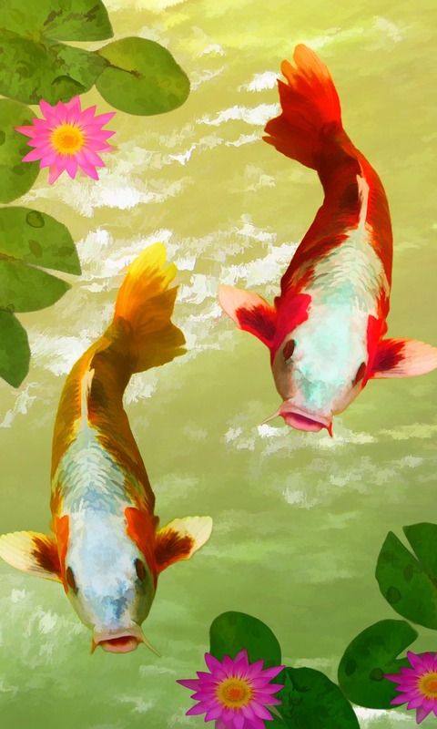 1132557 descargar fondo de pantalla animales, koi, pez, carpa koi, peces: protectores de pantalla e imágenes gratis