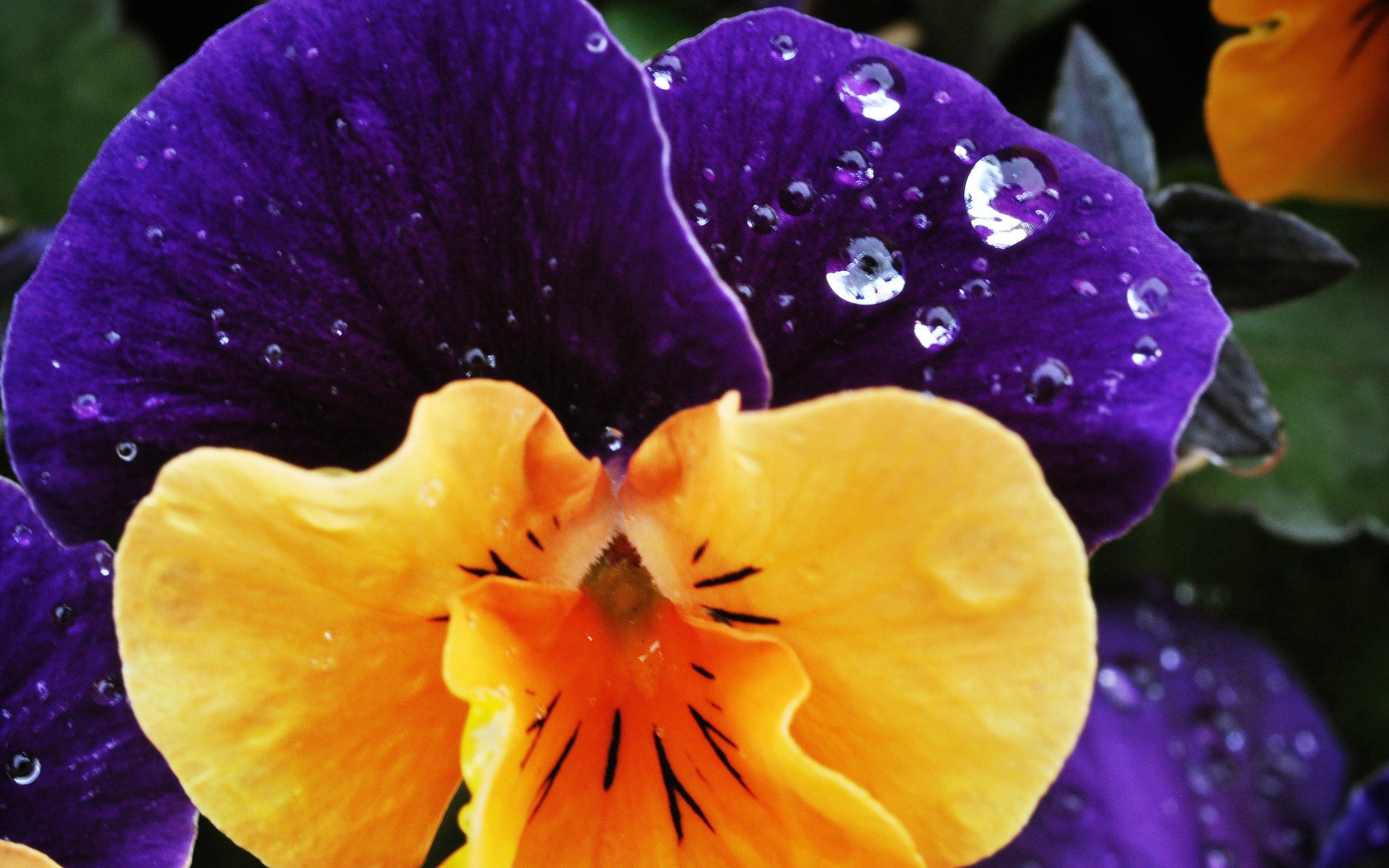 Free download wallpaper Drops, Spotted, Spotty, Dew, Macro, Petals, Plant, Flower on your PC desktop