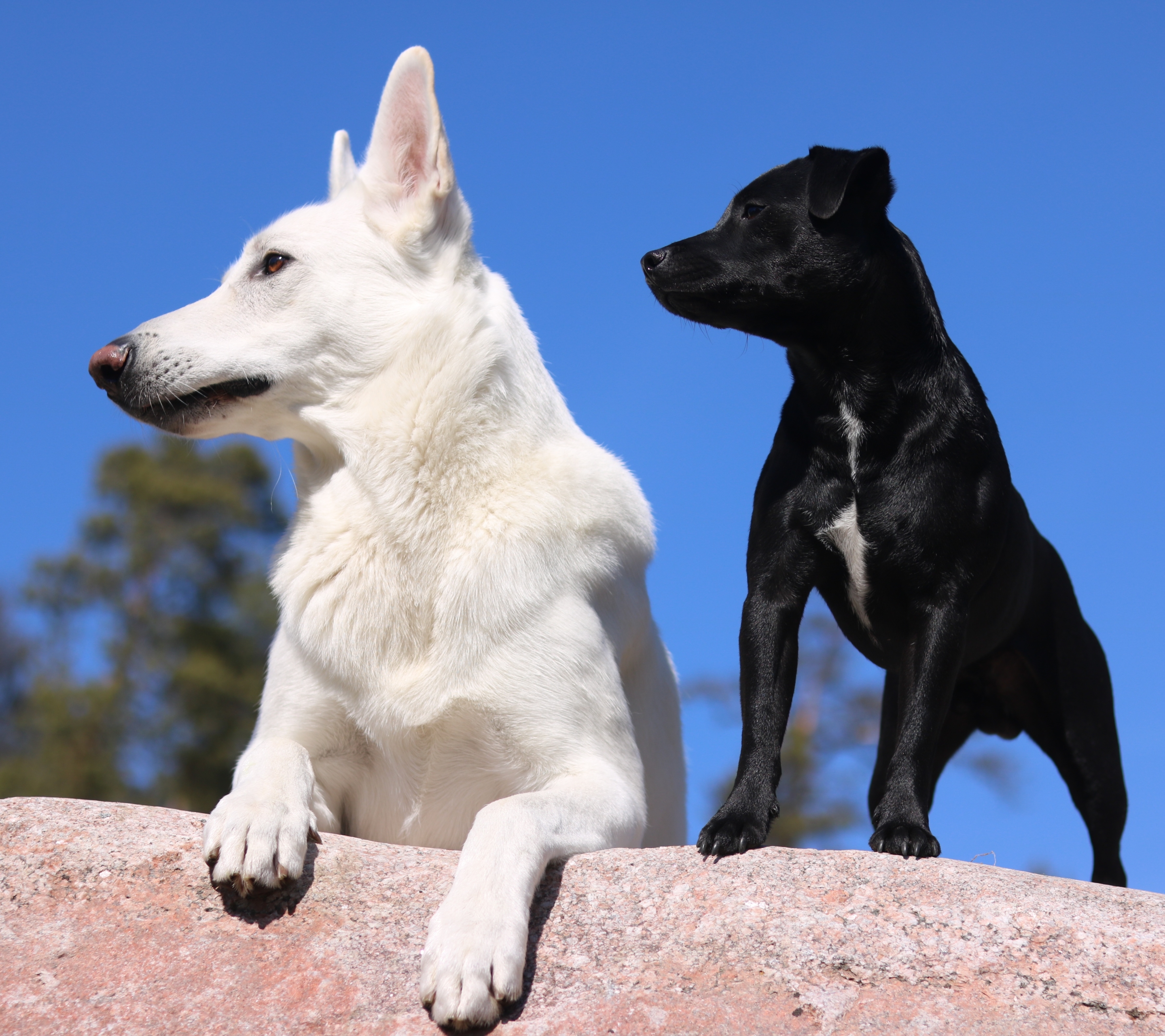 Free download wallpaper Dogs, Dog, Animal, German Shepherd, Terrier on your PC desktop