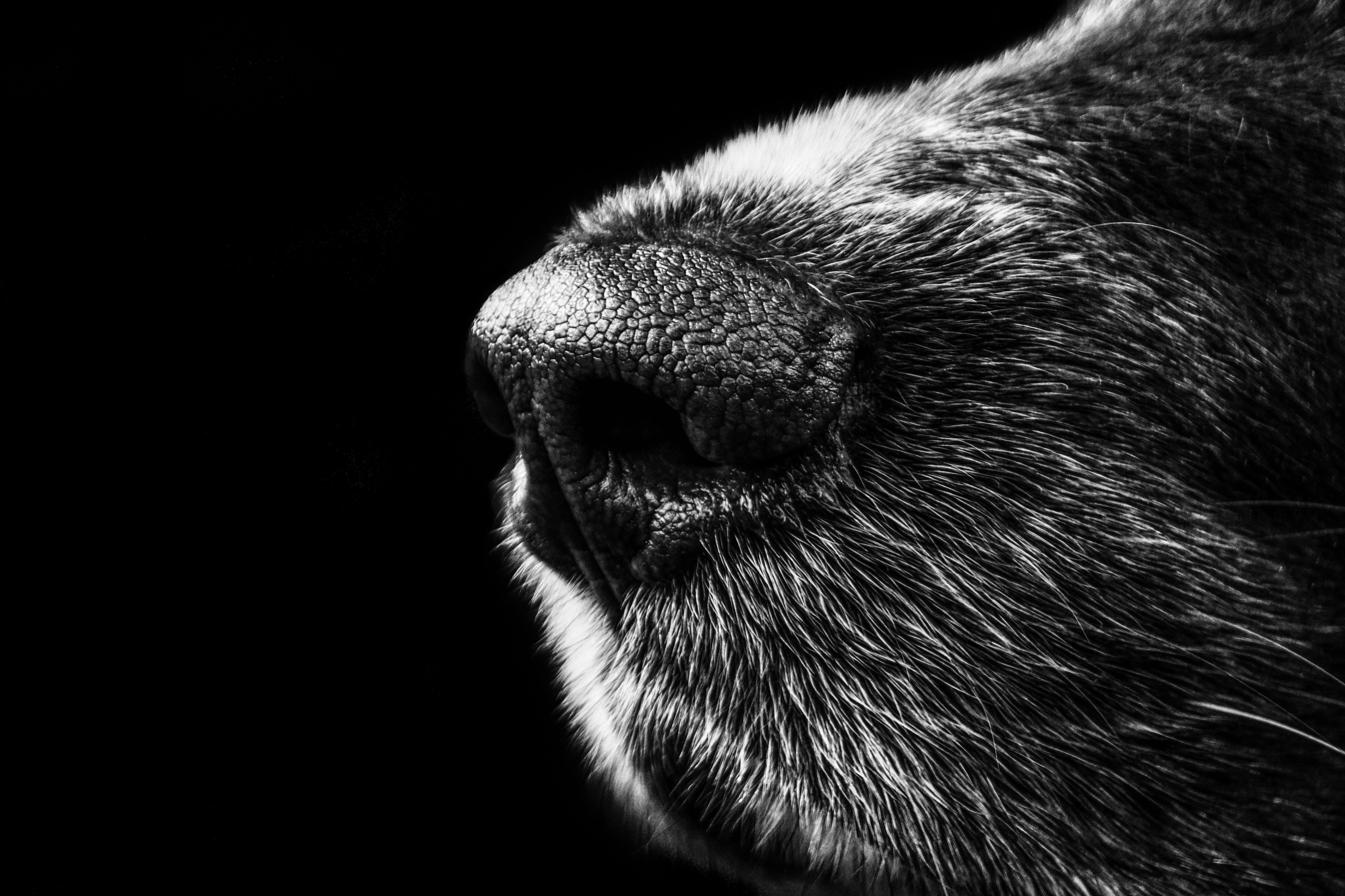 muzzle, animal, dog, black & white, macro, dogs