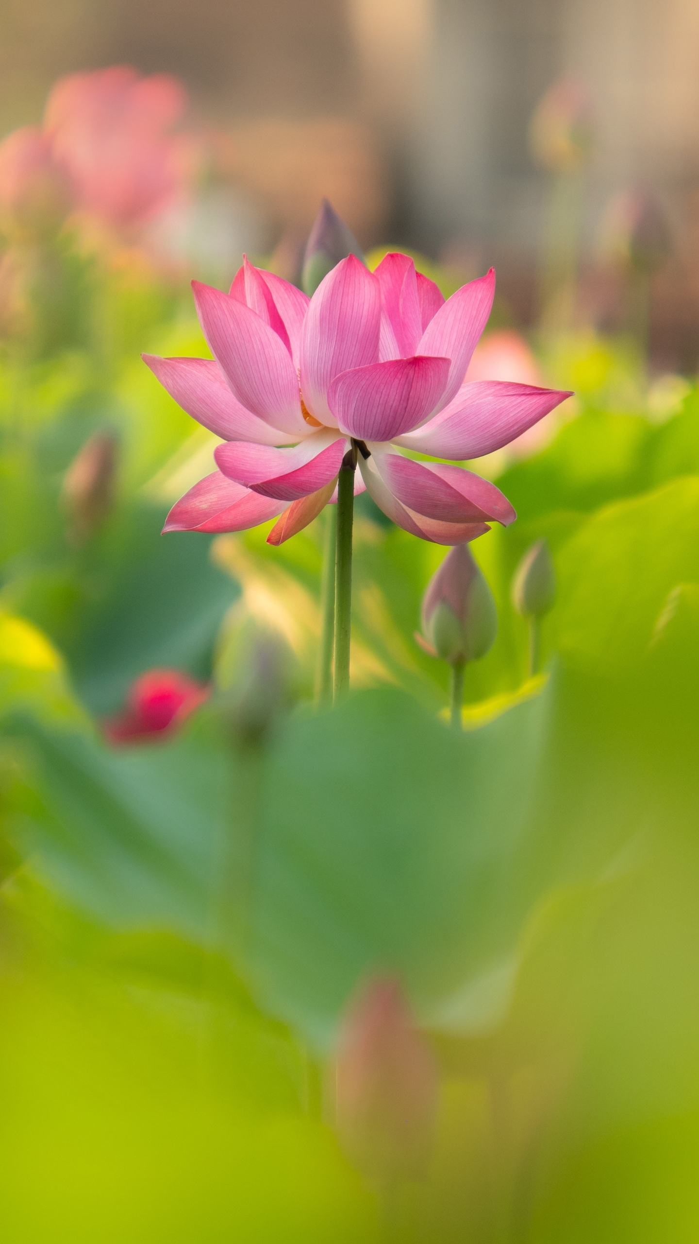 Handy-Wallpaper Blumen, Lotus, Erde/natur, Pinke Blume kostenlos herunterladen.