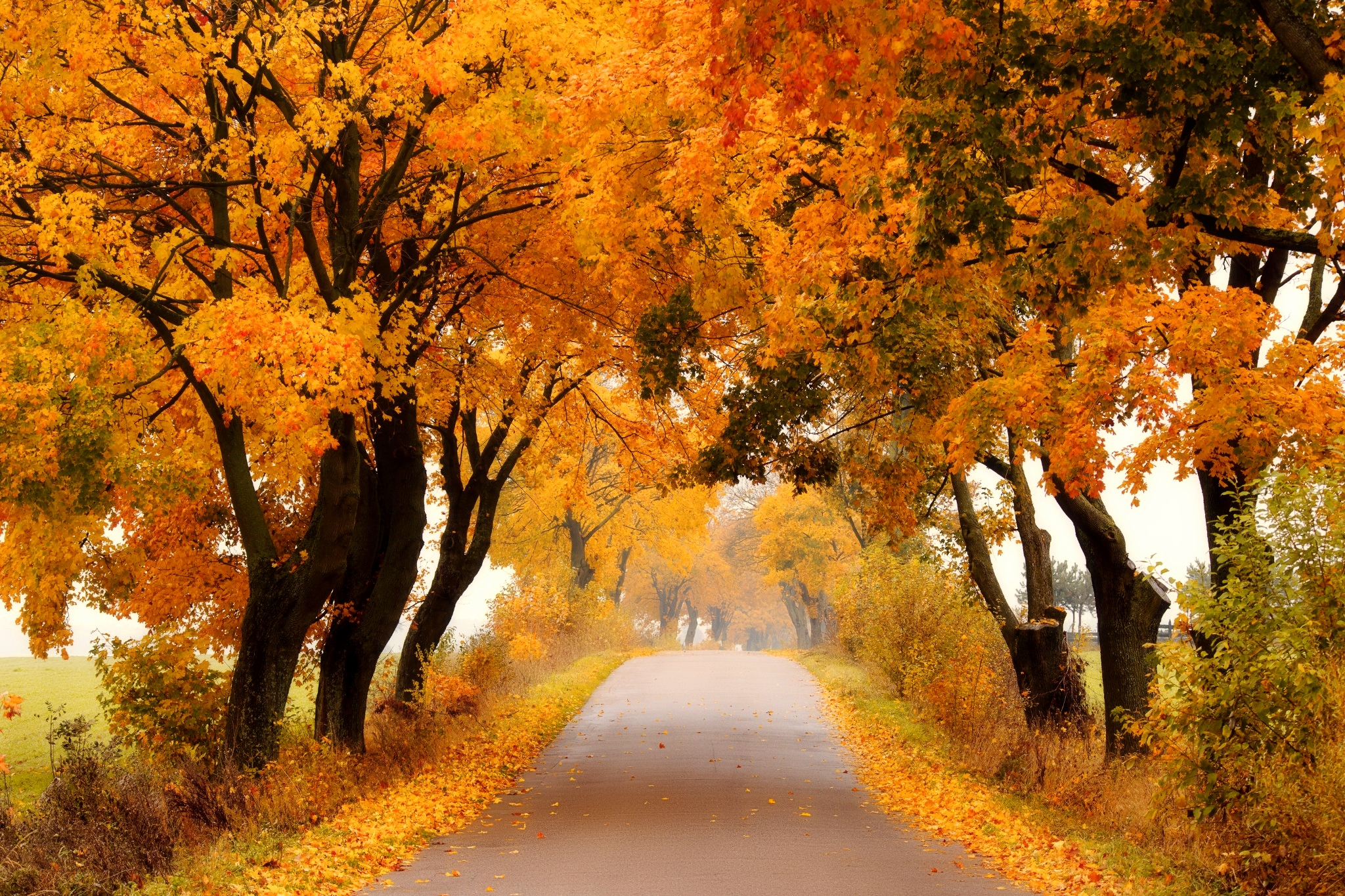 Handy-Wallpaper Herbst, Straße, Baum, Menschengemacht kostenlos herunterladen.