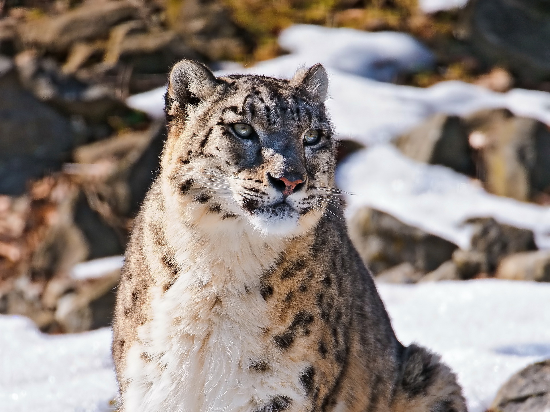 Handy-Wallpaper Schneeleopard, Katzen, Tiere kostenlos herunterladen.