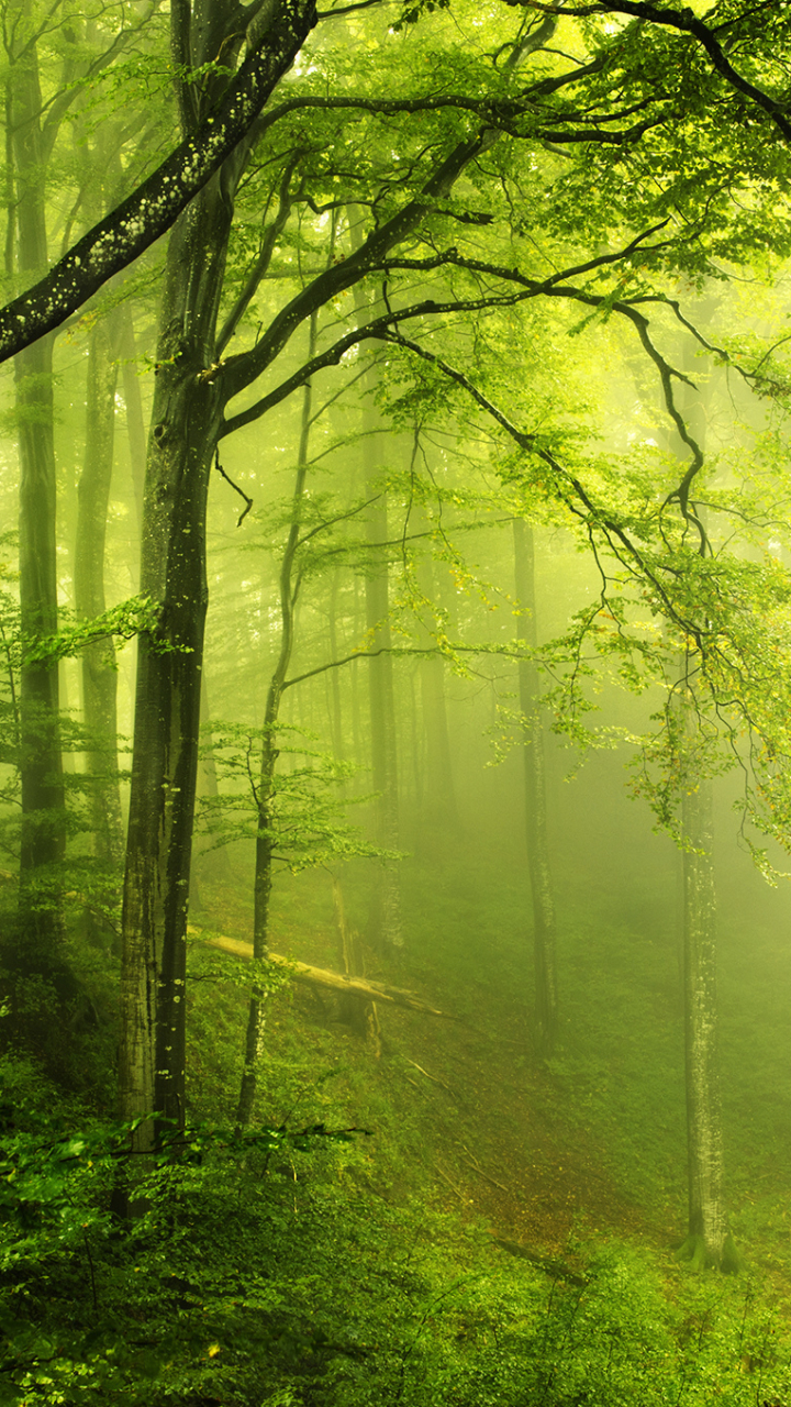 Téléchargez des papiers peints mobile Forêt, Brouillard, Terre/nature gratuitement.