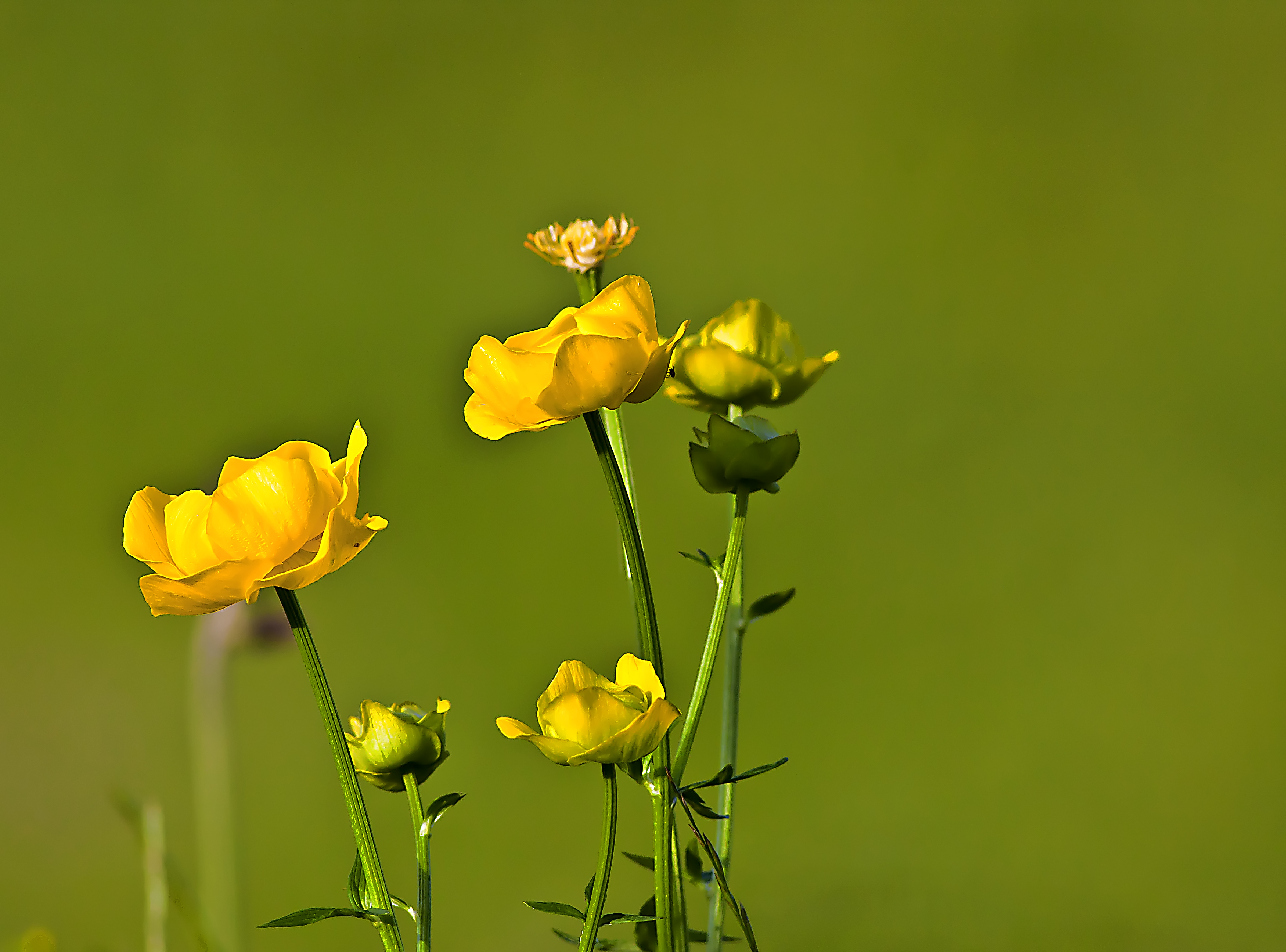 Free download wallpaper Flowers, Flower, Earth on your PC desktop