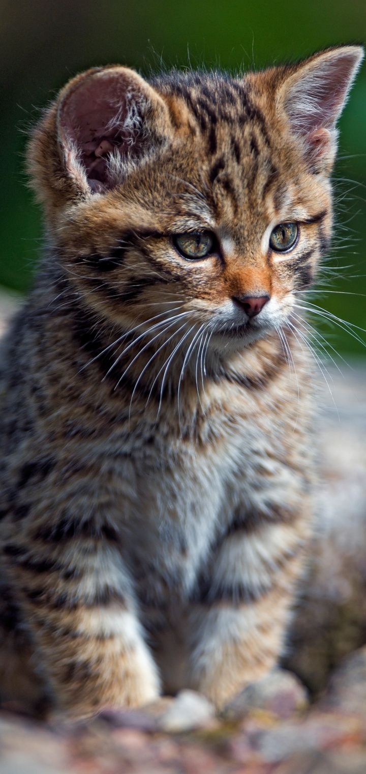 Baixar papel de parede para celular de Animais, Gatos, Gato, Gatinho, Animal Bebê gratuito.