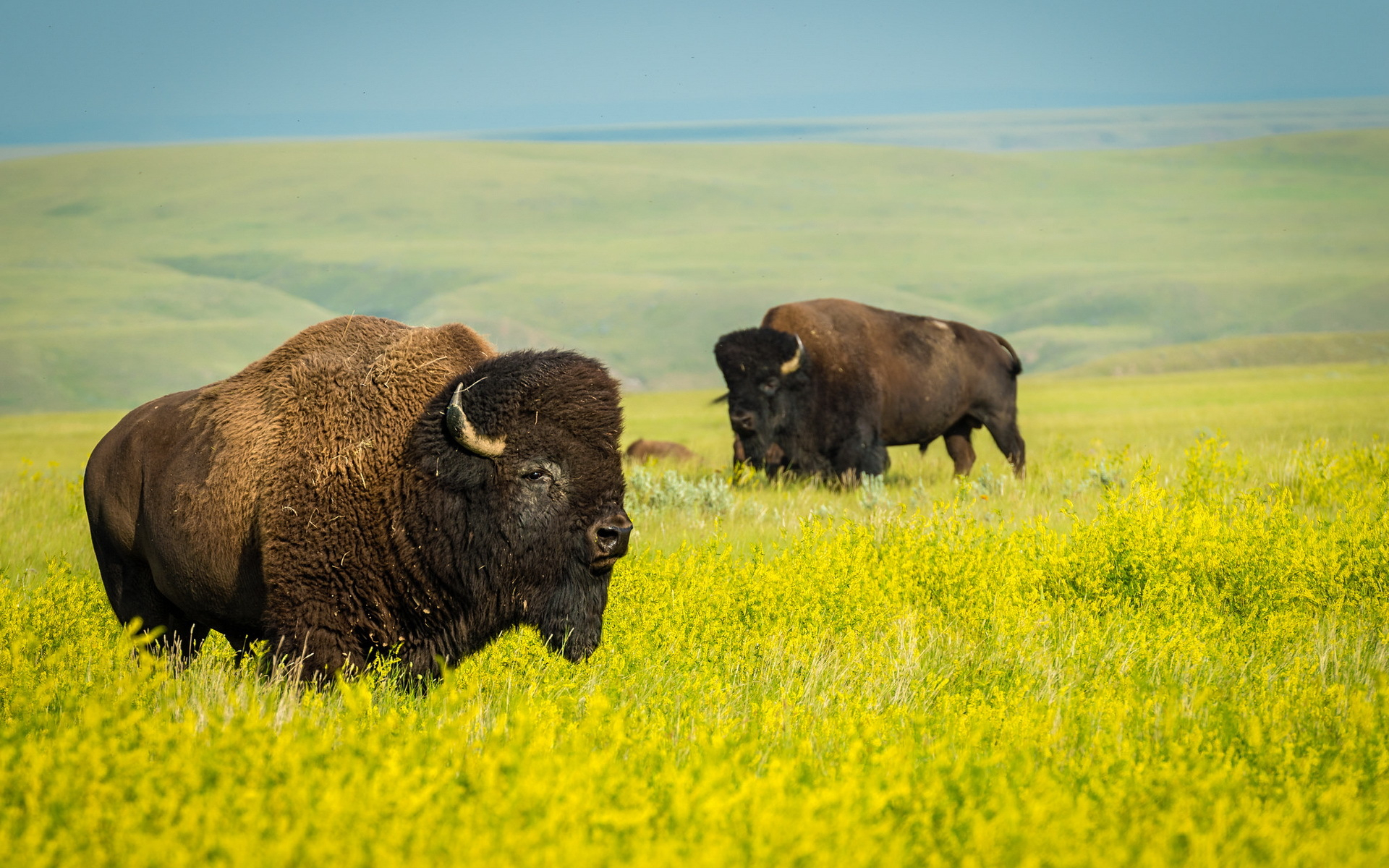 657586 descargar fondo de pantalla animales, bisonte americano: protectores de pantalla e imágenes gratis