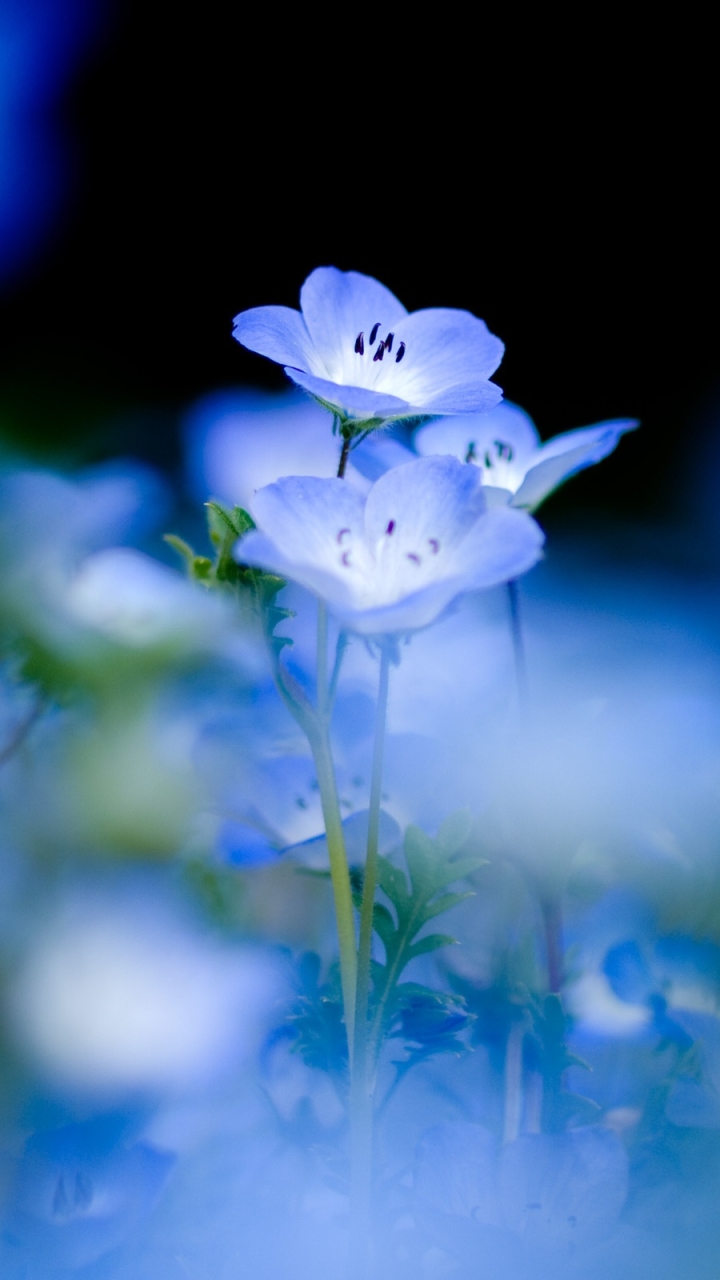 Descarga gratuita de fondo de pantalla para móvil de Flores, Flor, Pastel, Tierra/naturaleza.