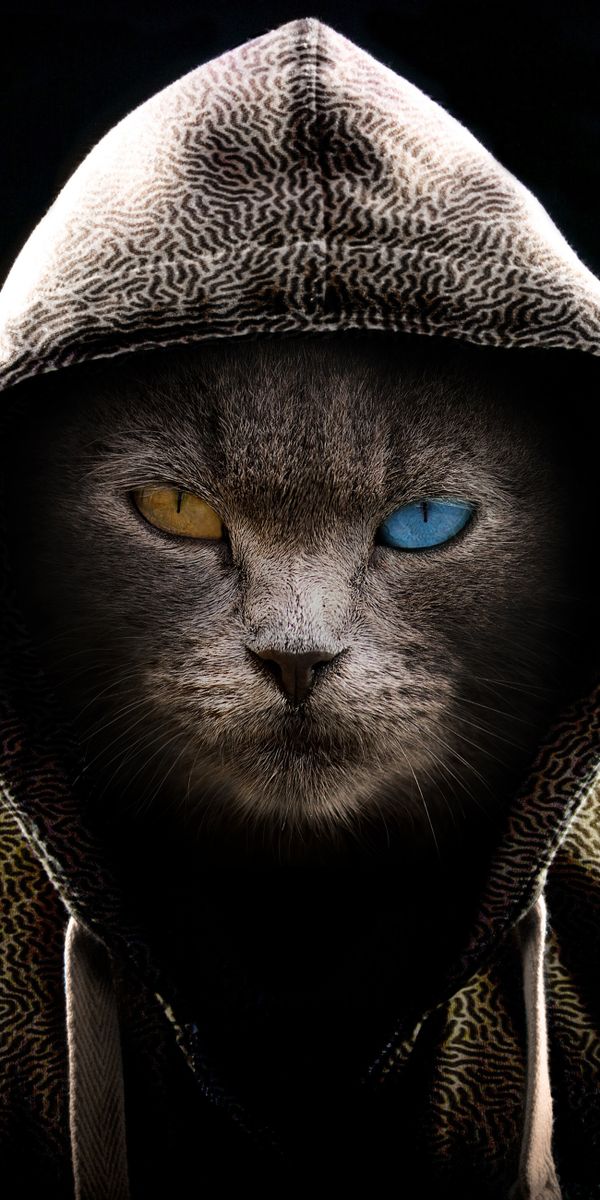 Cat Phone Wallpapers: Free 4K & HD Downloads | mob.org