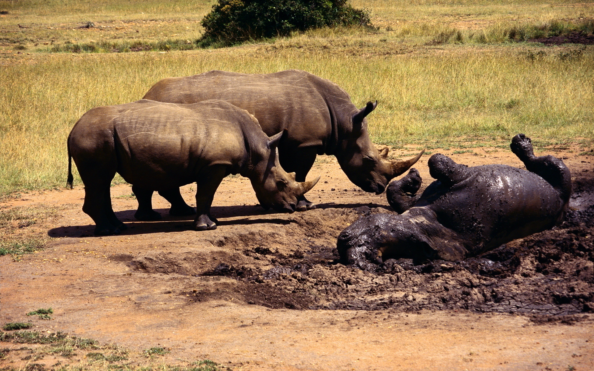 302262 скачать картинку животные, носорог - обои и заставки бесплатно