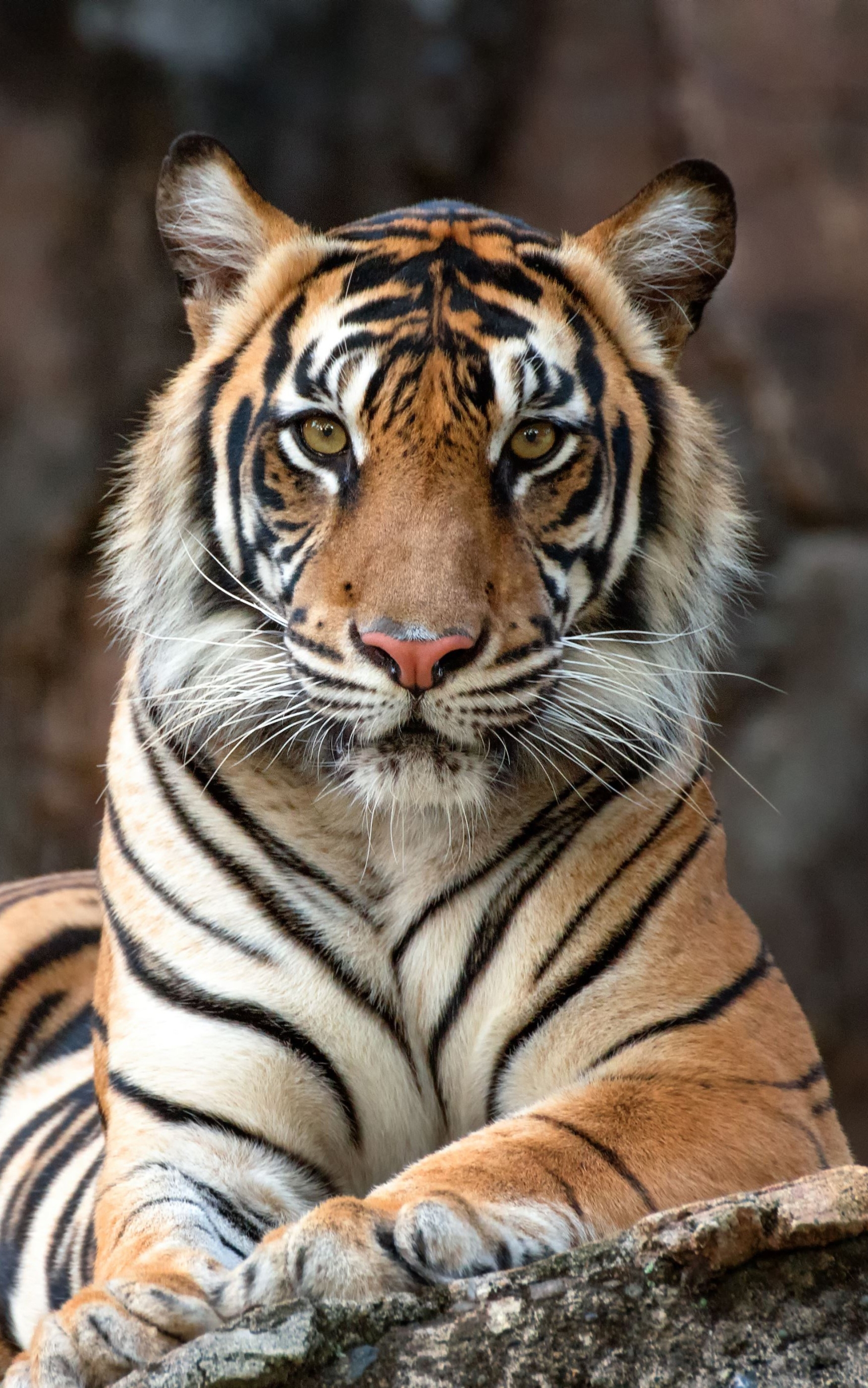 Laden Sie das Tiere, Katzen, Tiger, Starren-Bild kostenlos auf Ihren PC-Desktop herunter