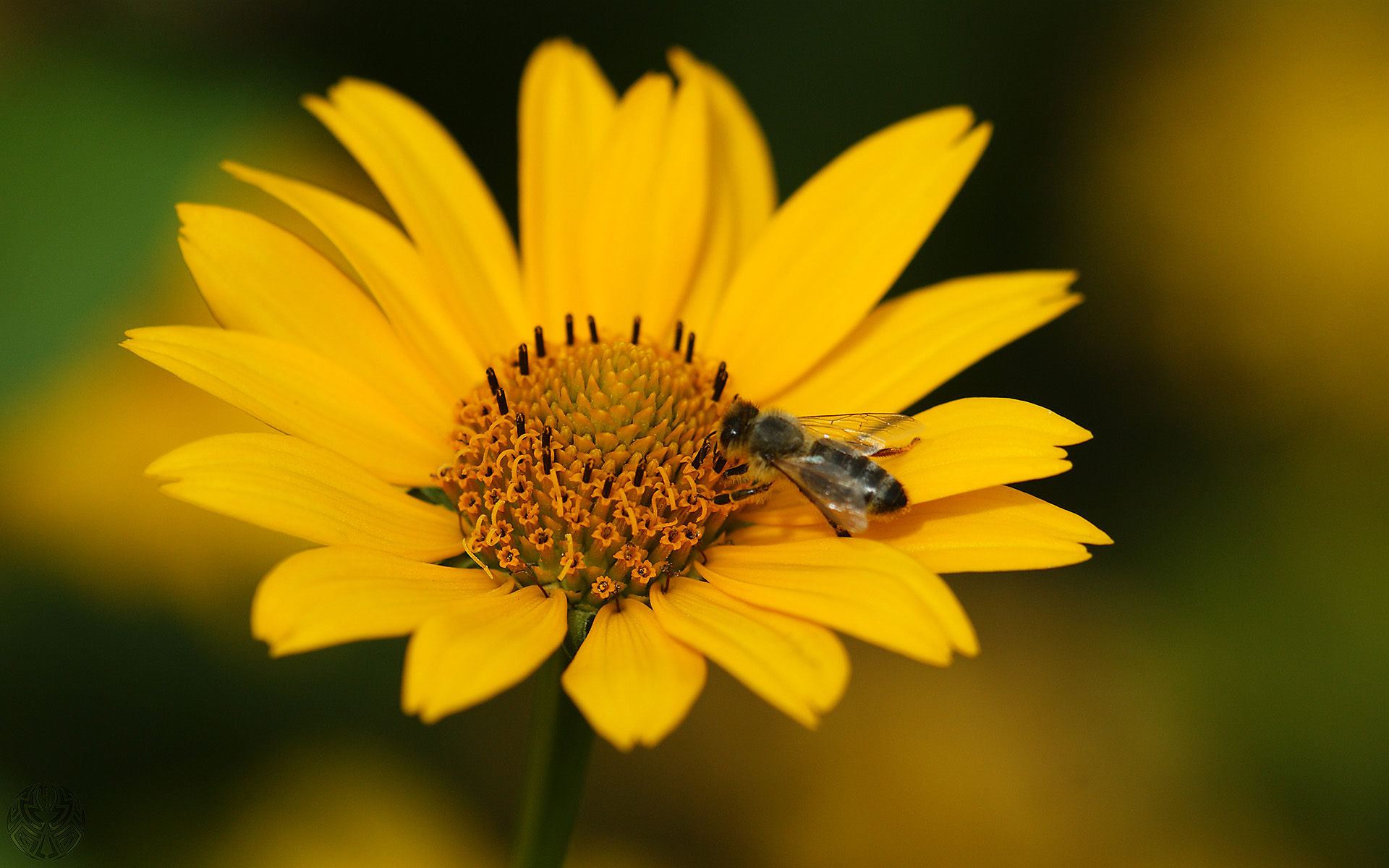 Free download wallpaper Insects, Bee, Animal on your PC desktop