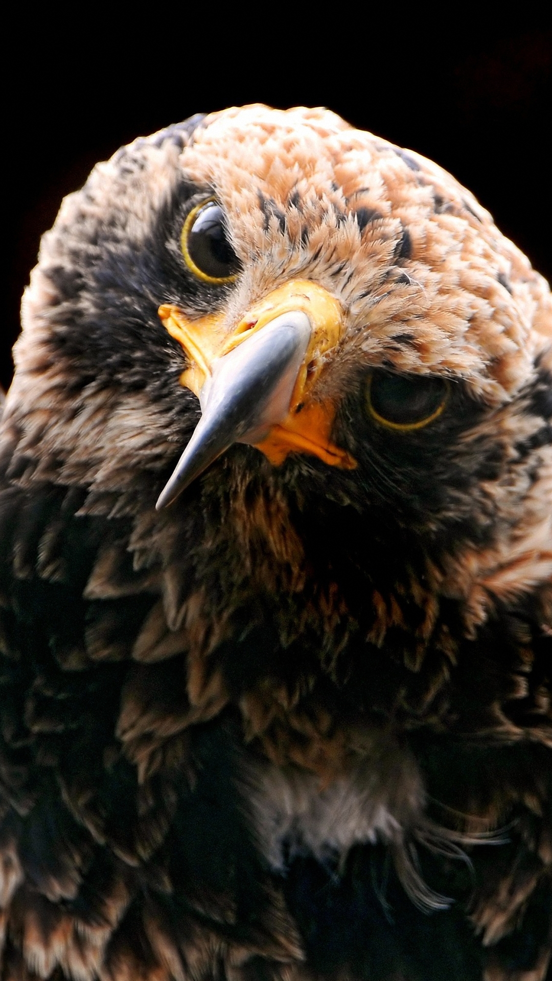 Download mobile wallpaper Birds, Bird, Animal, Eagle for free.