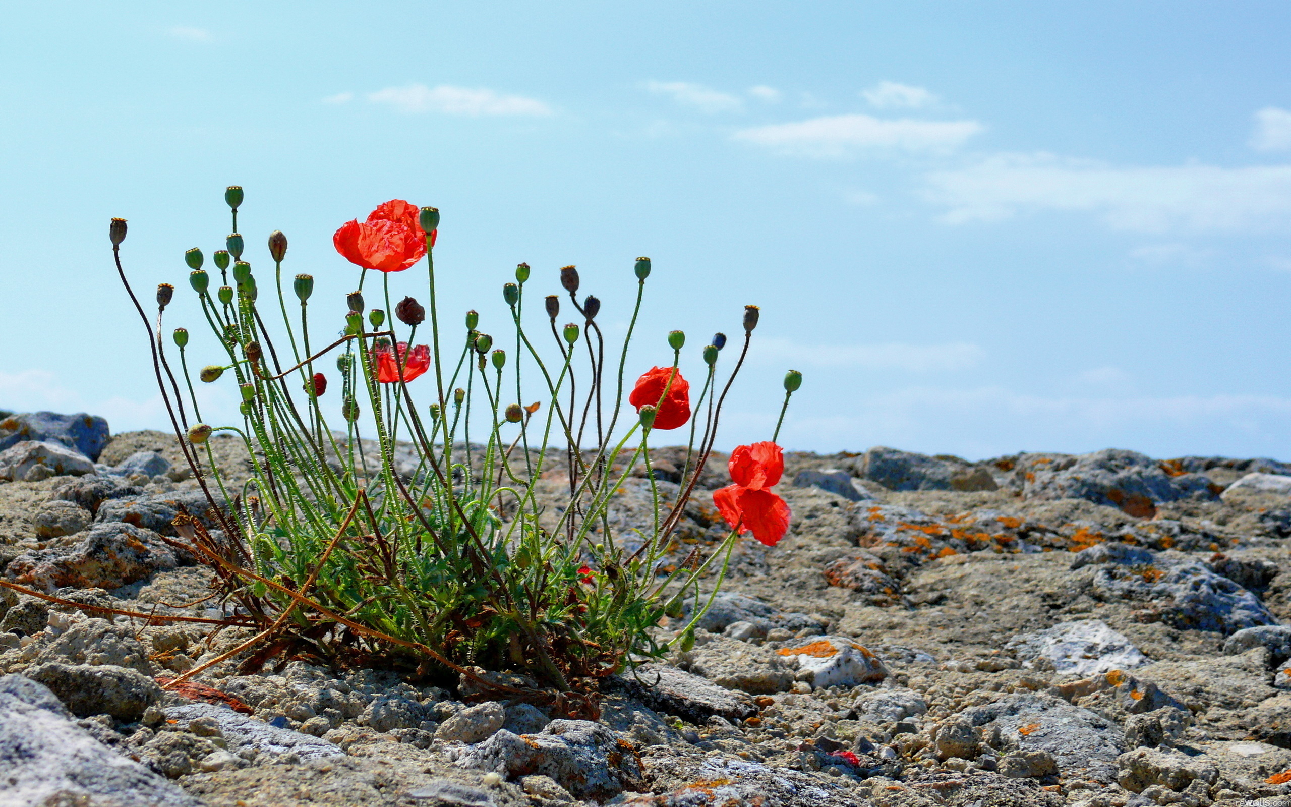 Download mobile wallpaper Poppy, Flowers, Earth for free.