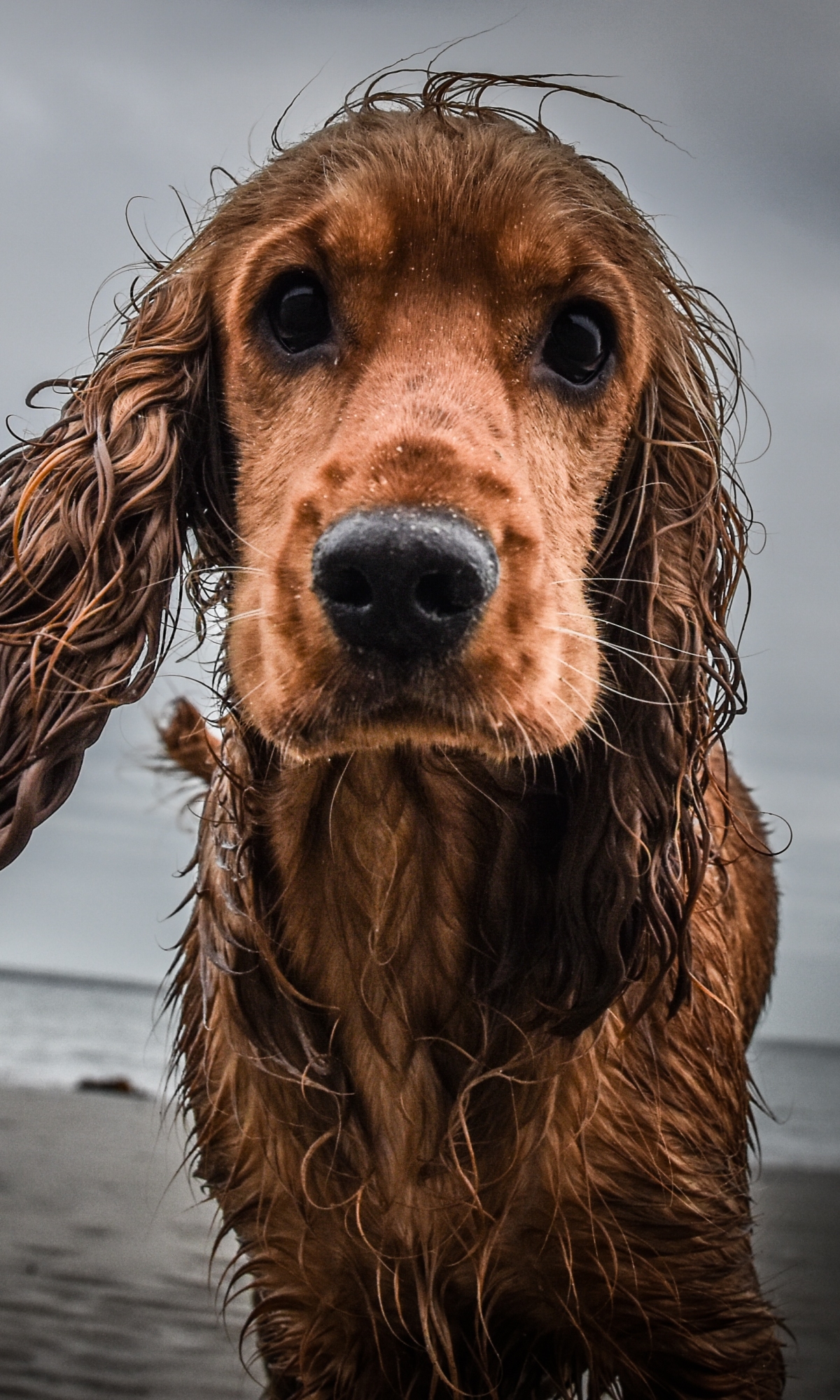 Download mobile wallpaper Dogs, Dog, Muzzle, Animal, Cocker Spaniel for free.