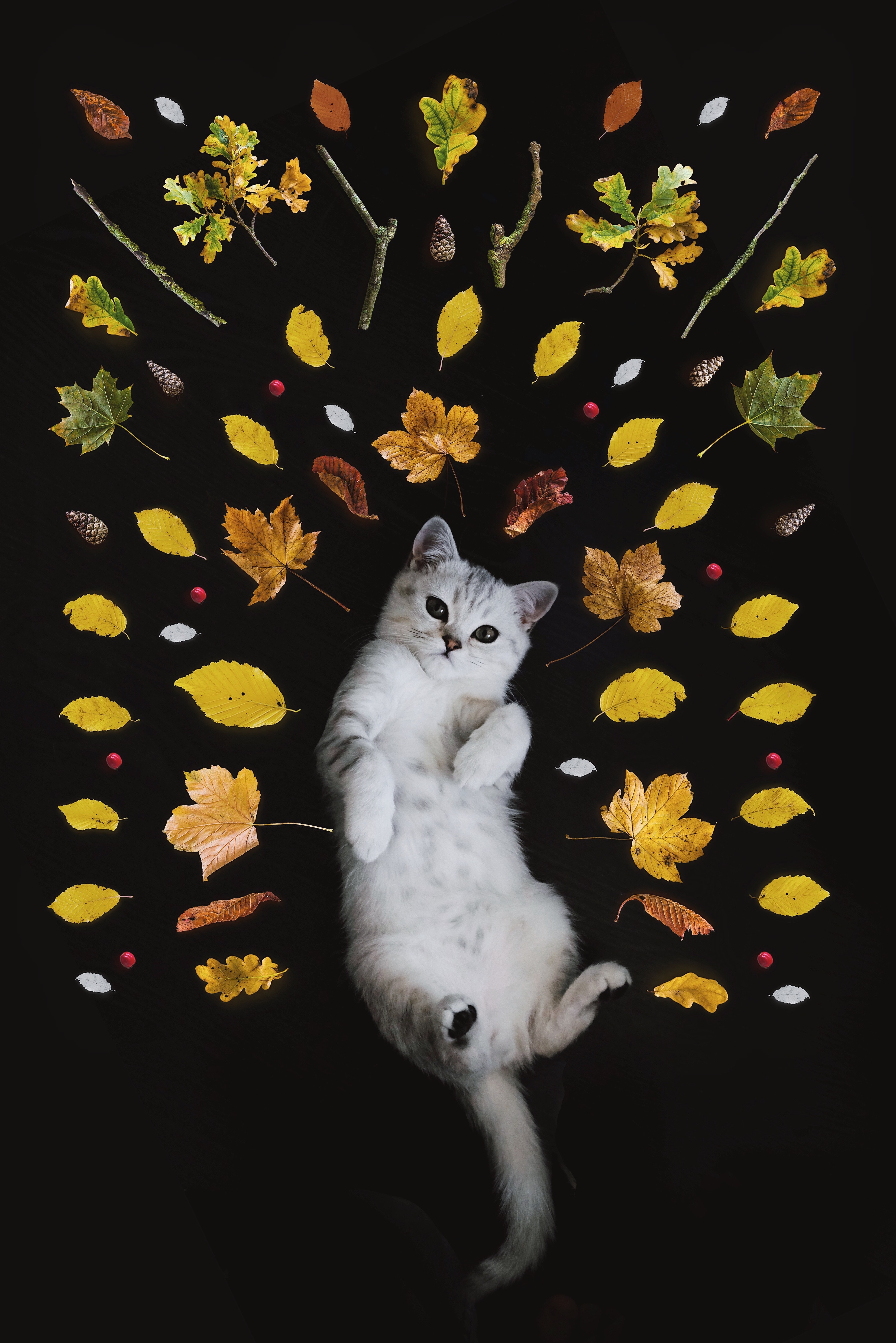 animals, autumn, kitty, kitten, nice, sweetheart, foliage HD wallpaper