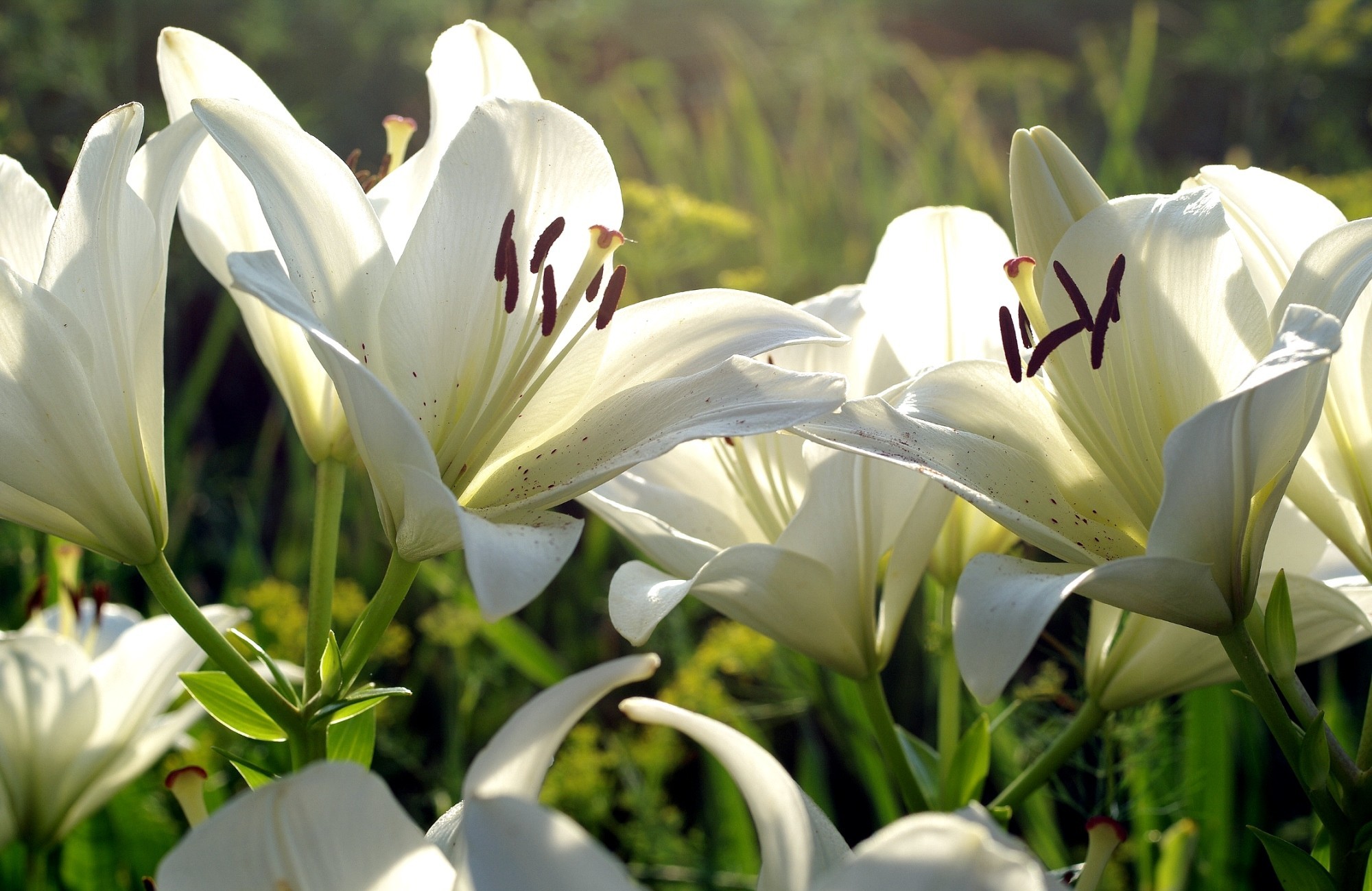 Free download wallpaper Flowers, Earth, Lily on your PC desktop