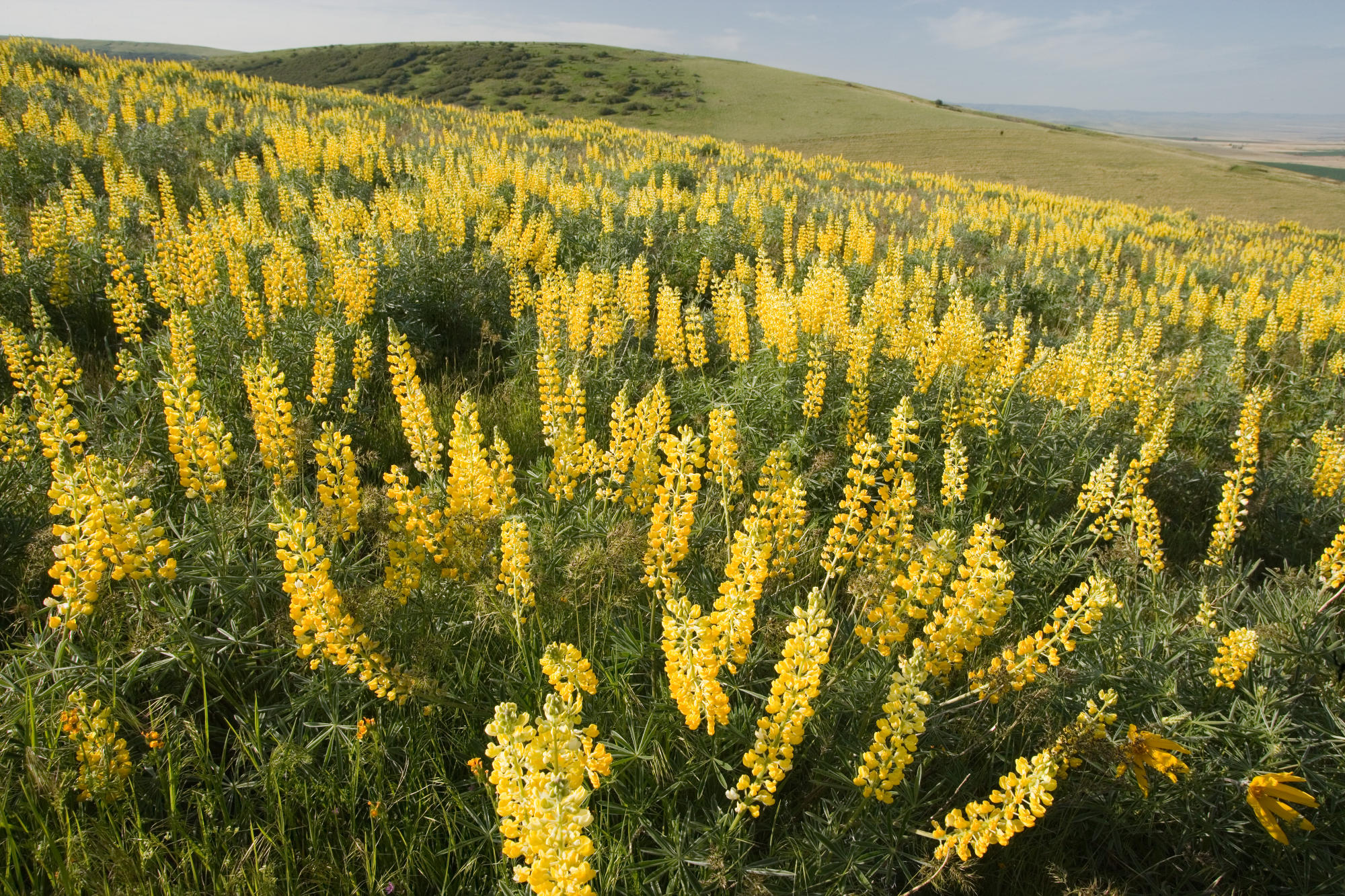 Download mobile wallpaper Flower, Earth, Field, Yellow Flower, Lupine for free.