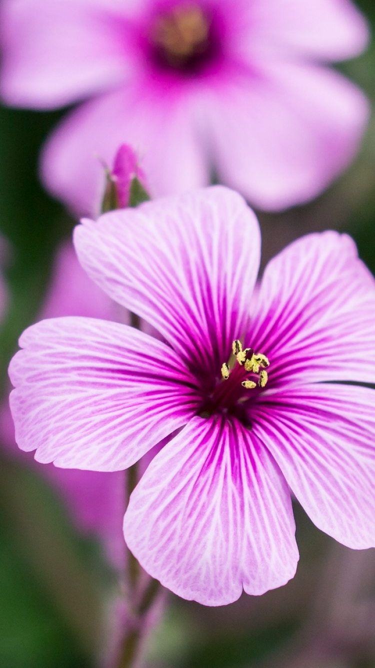 Descarga gratuita de fondo de pantalla para móvil de Flores, Flor, Tierra/naturaleza.