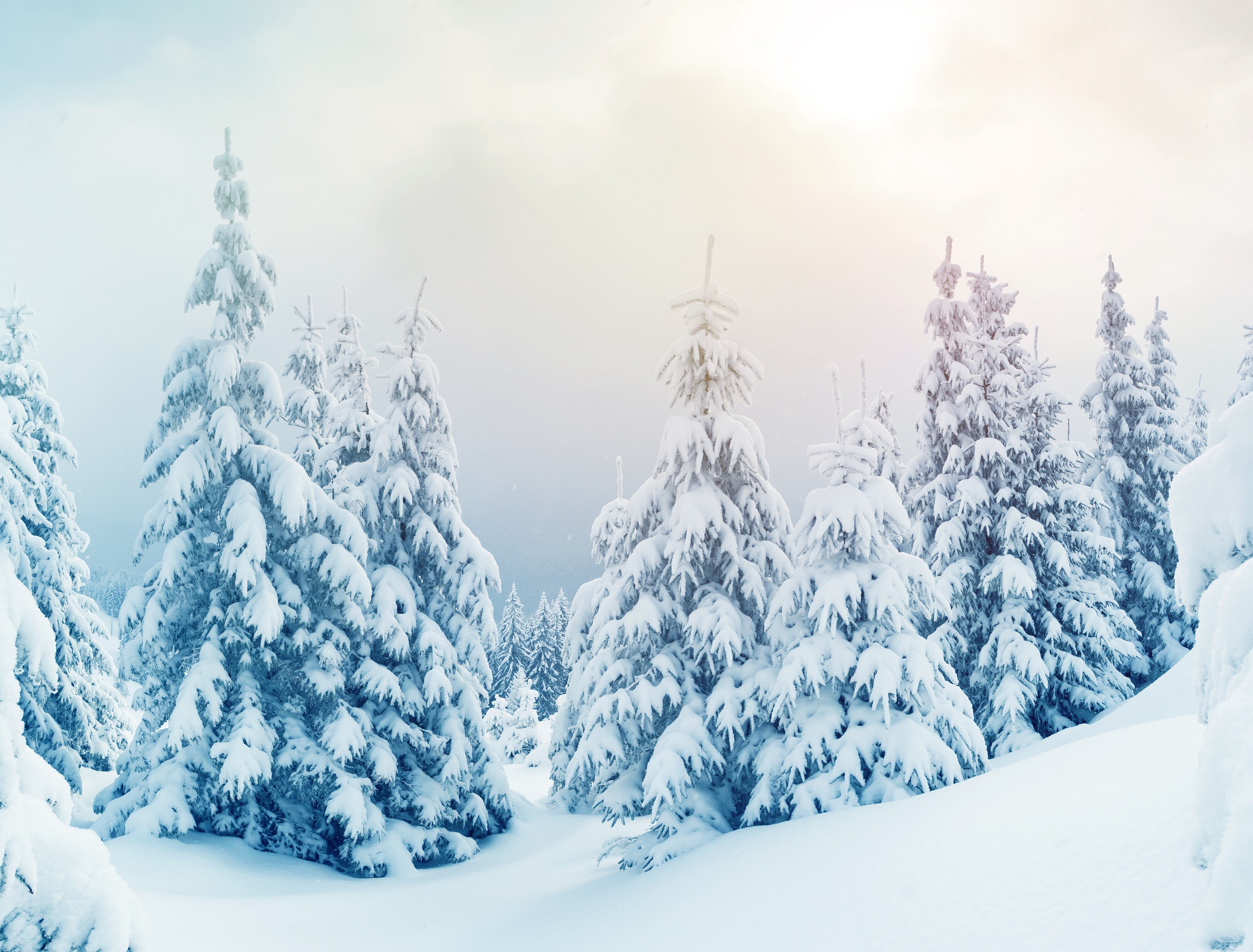 Download mobile wallpaper Winter, Snow, Forest, Tree, Earth for free.