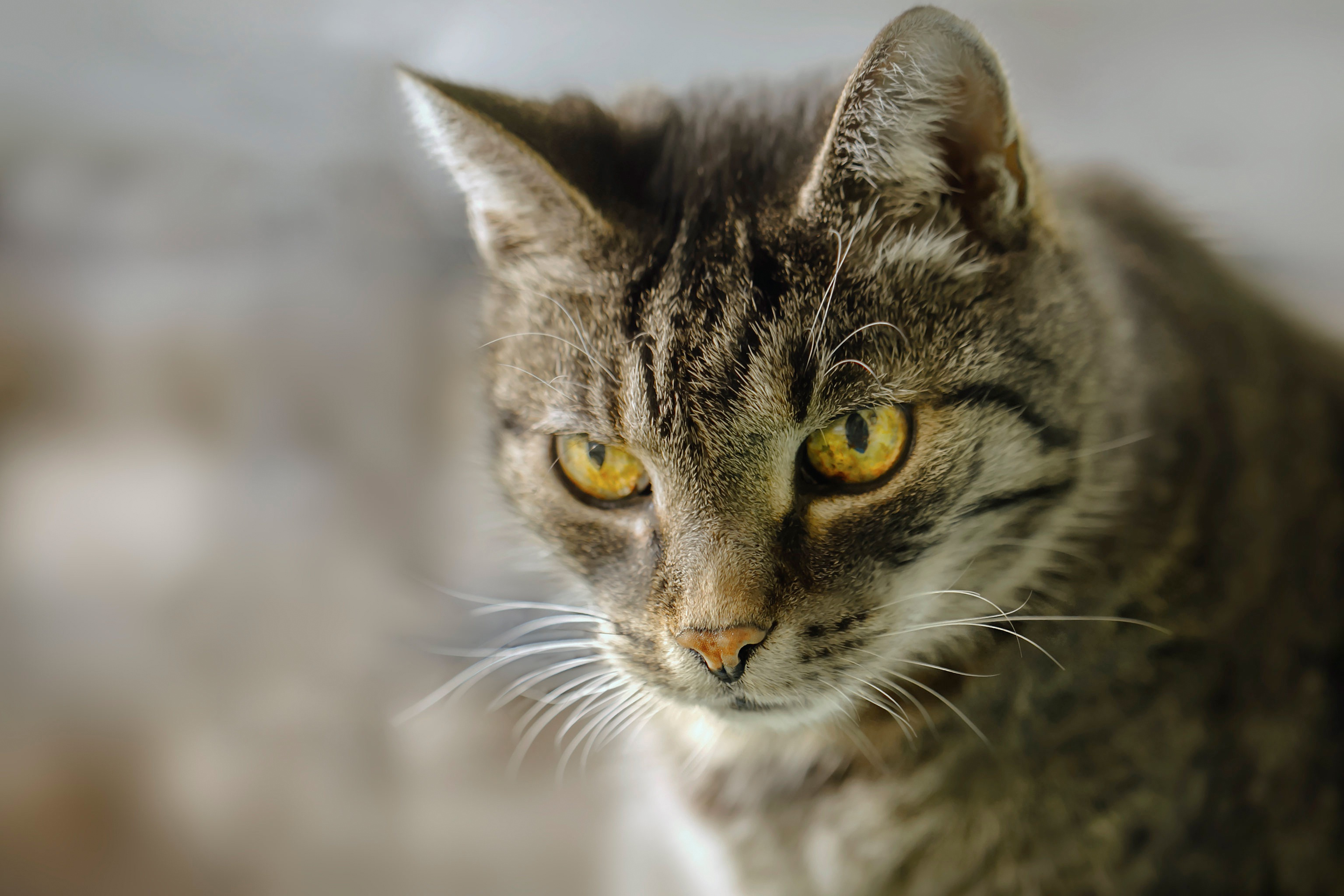 Baixe gratuitamente a imagem Animais, Gatos, Gato na área de trabalho do seu PC