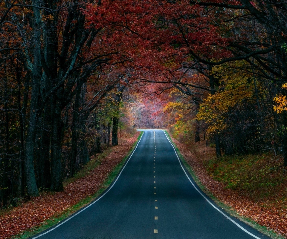 Download mobile wallpaper Road, Forest, Fall, Man Made for free.