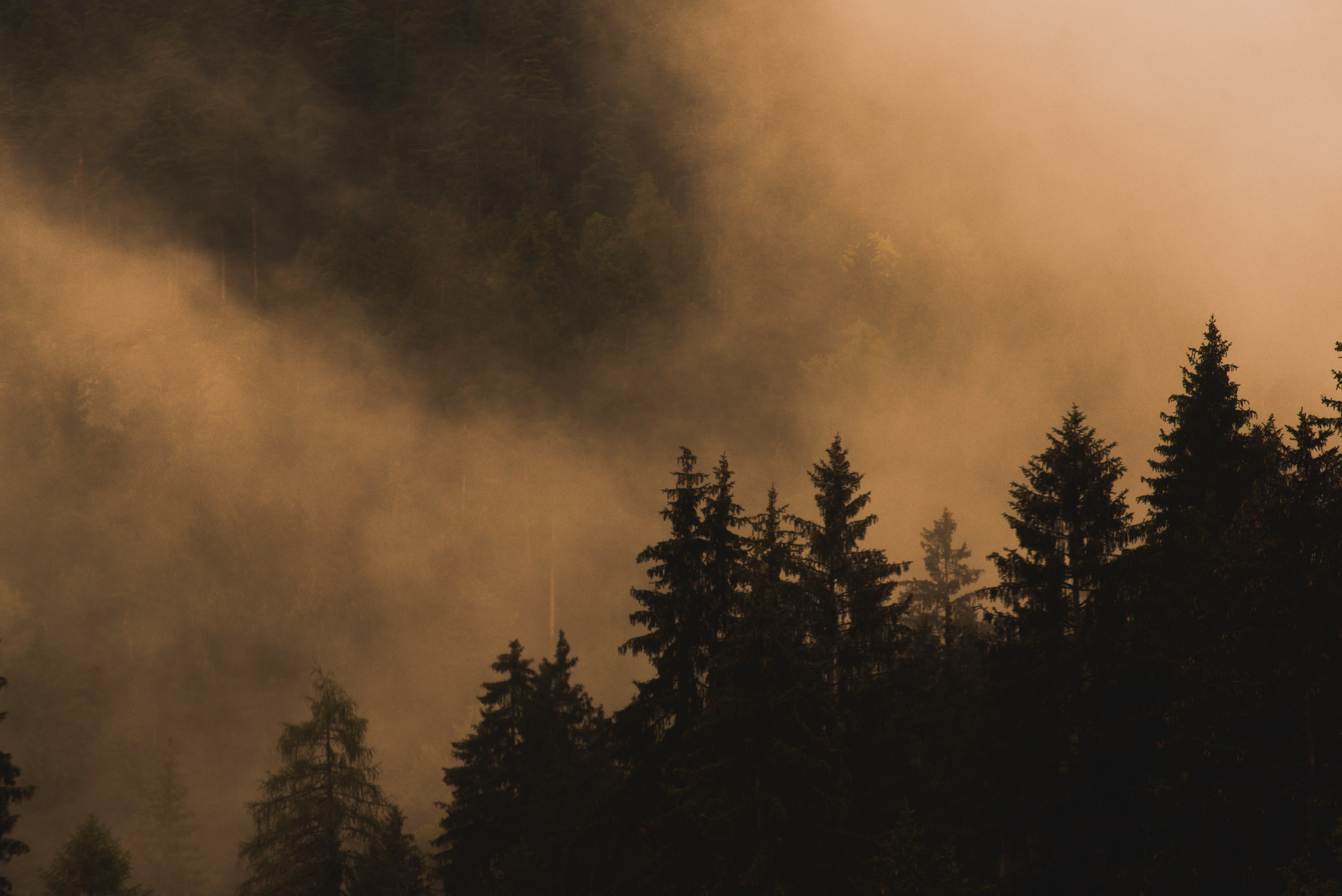 fog, nature, trees, smoke, spruce, fir 4K, Ultra HD