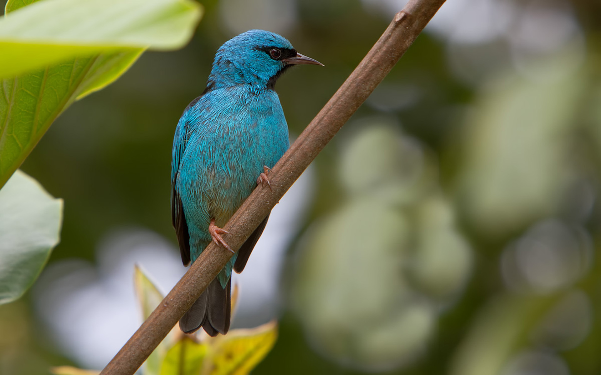 Baixe gratuitamente a imagem Animais, Natureza, Aves, Pássaro na área de trabalho do seu PC