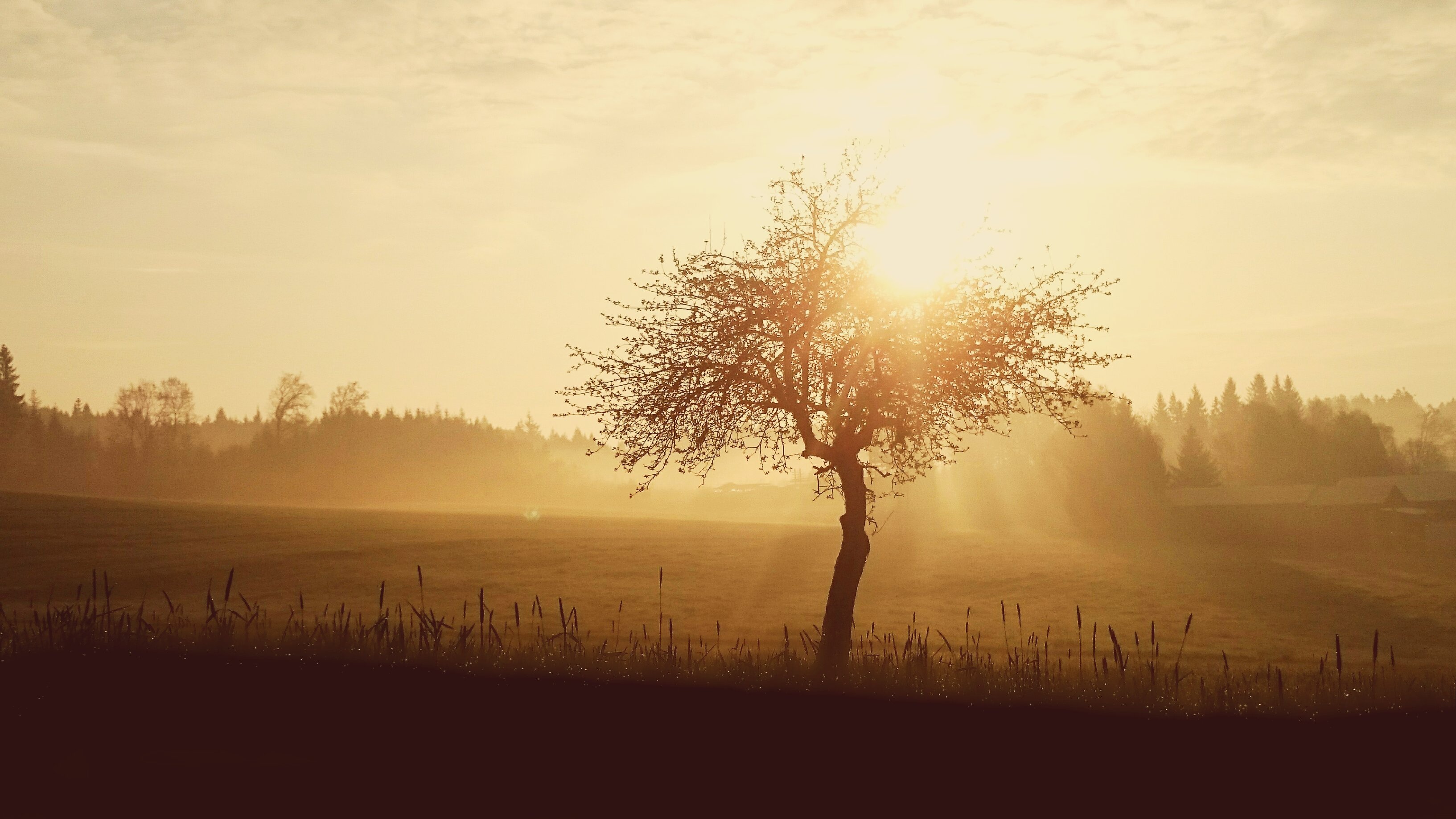 Laden Sie das Natur, Baum, Nebel, Sonnenaufgang, Erde/natur, Einsamer Baum-Bild kostenlos auf Ihren PC-Desktop herunter