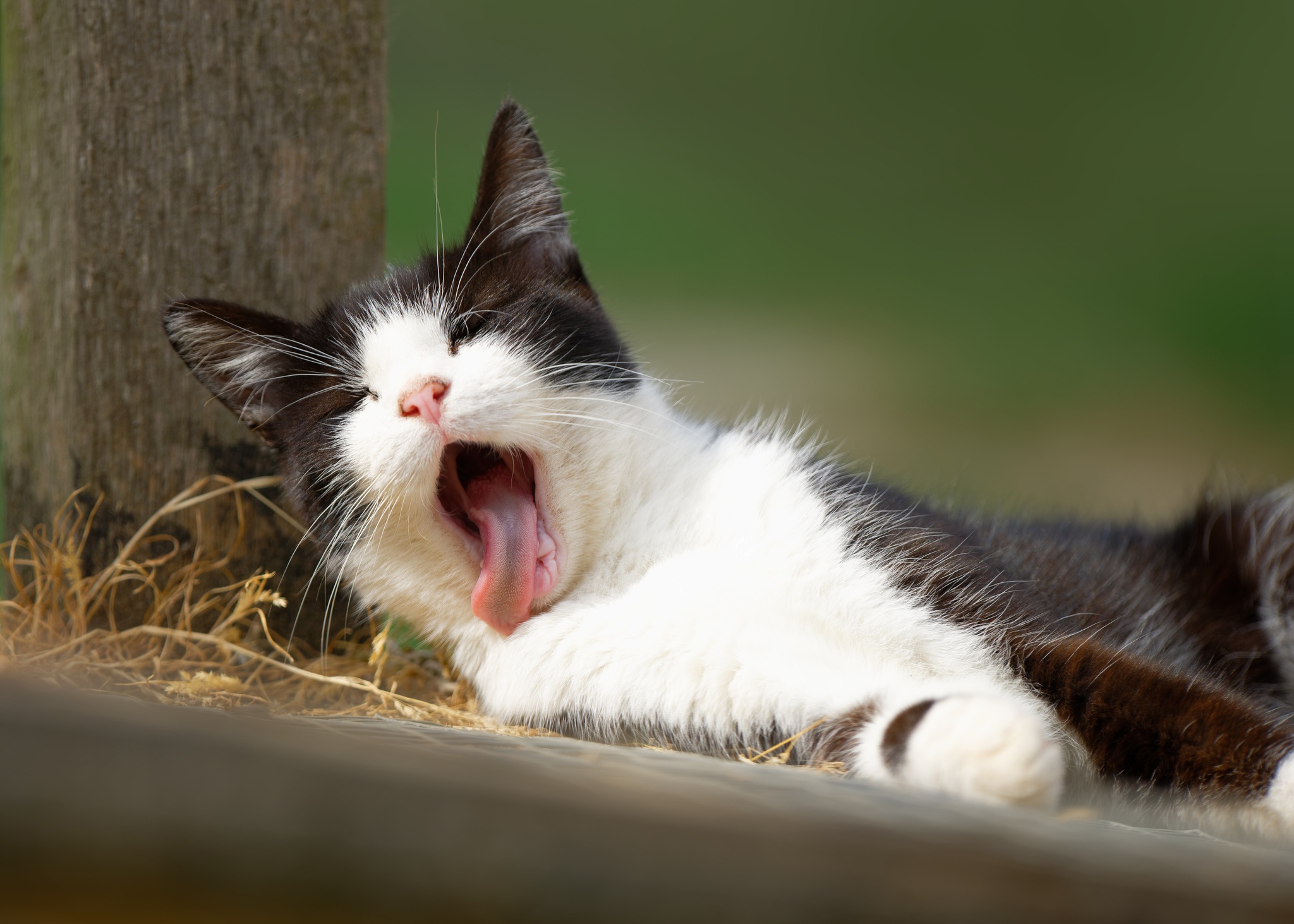 無料モバイル壁紙動物, ネコ, 猫をダウンロードします。