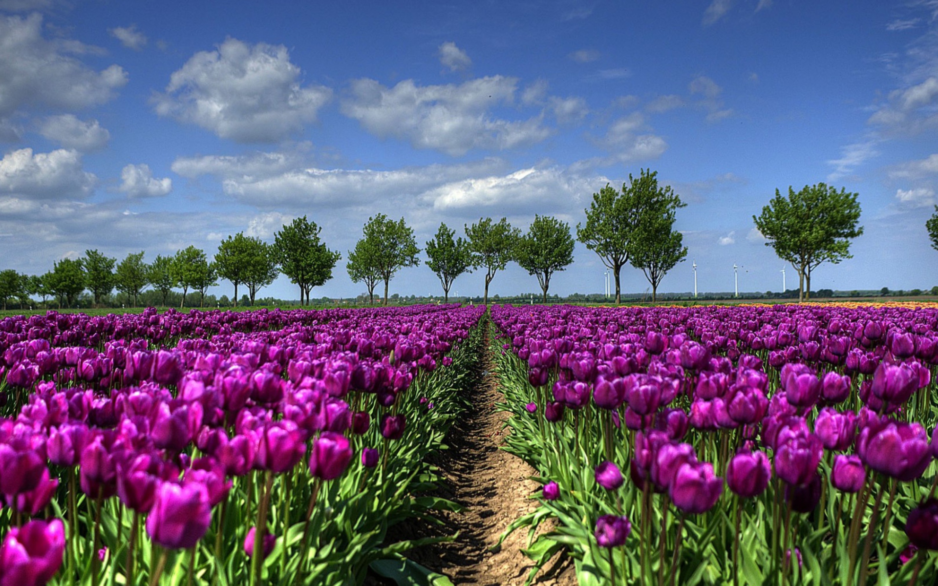 Descarga gratis la imagen Flores, Flor, Campo, Tulipán, Flor Purpura, Tierra/naturaleza en el escritorio de tu PC