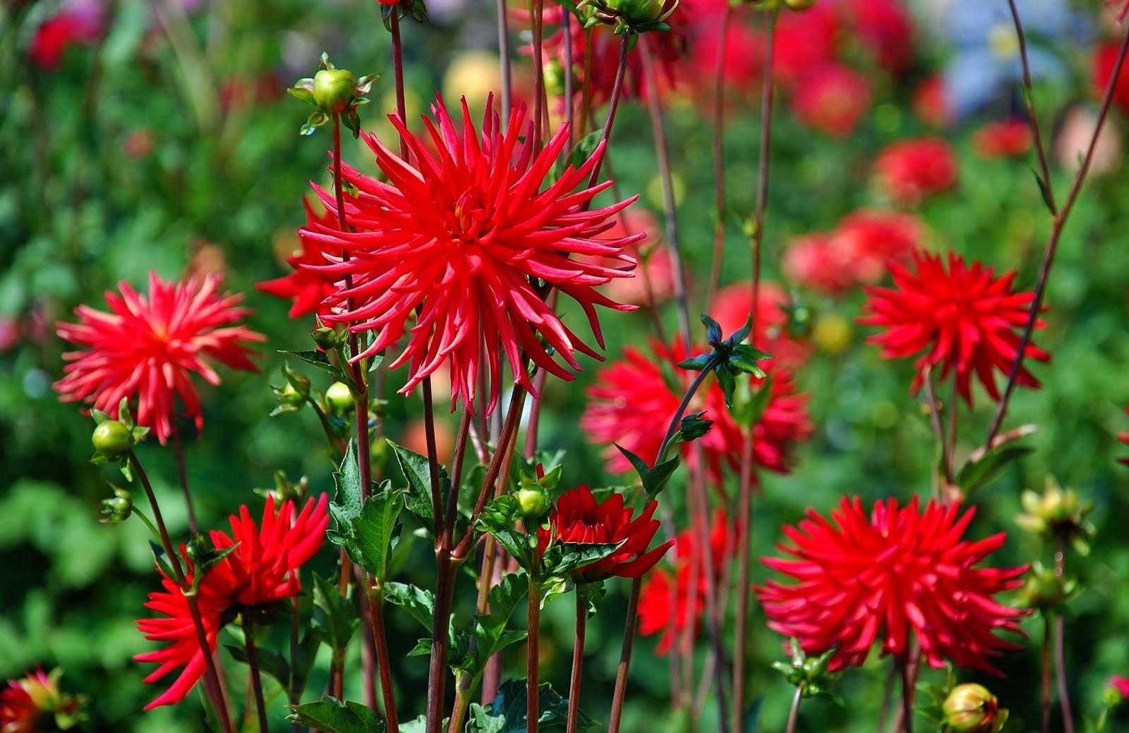 smooth, flowers, red, blur, flower bed, flowerbed, dahlias HD wallpaper