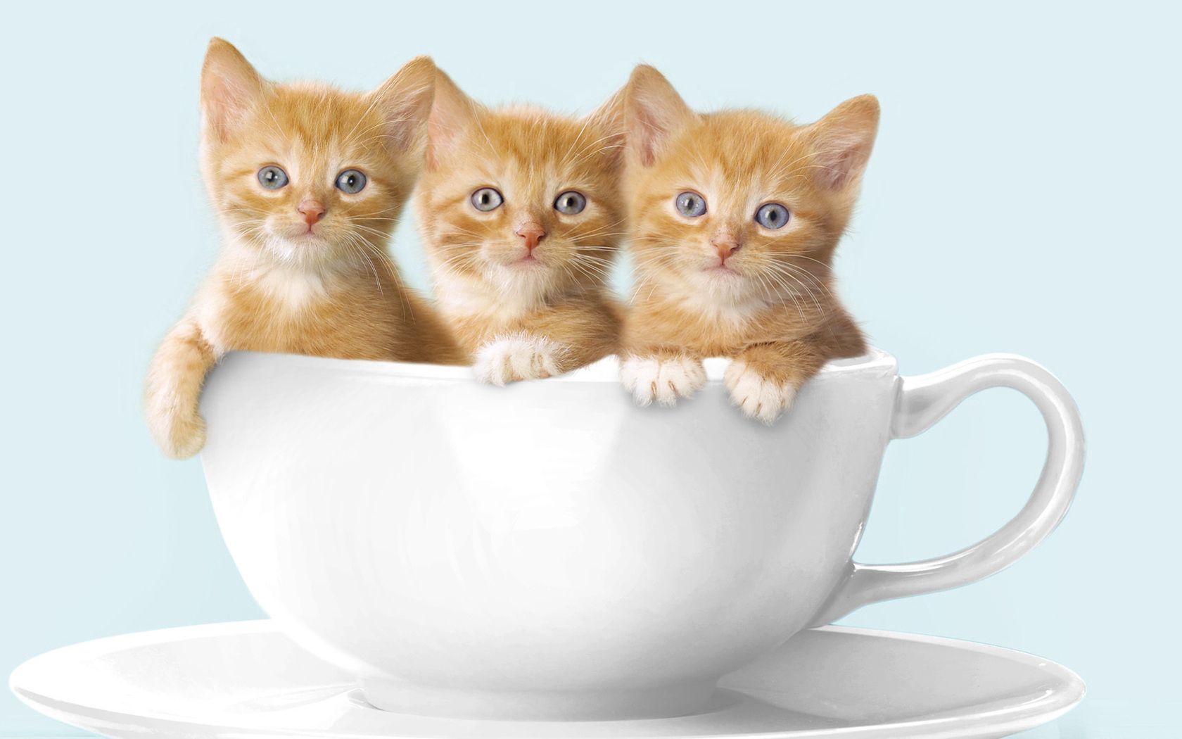 three, kittens, sit, animals, cup