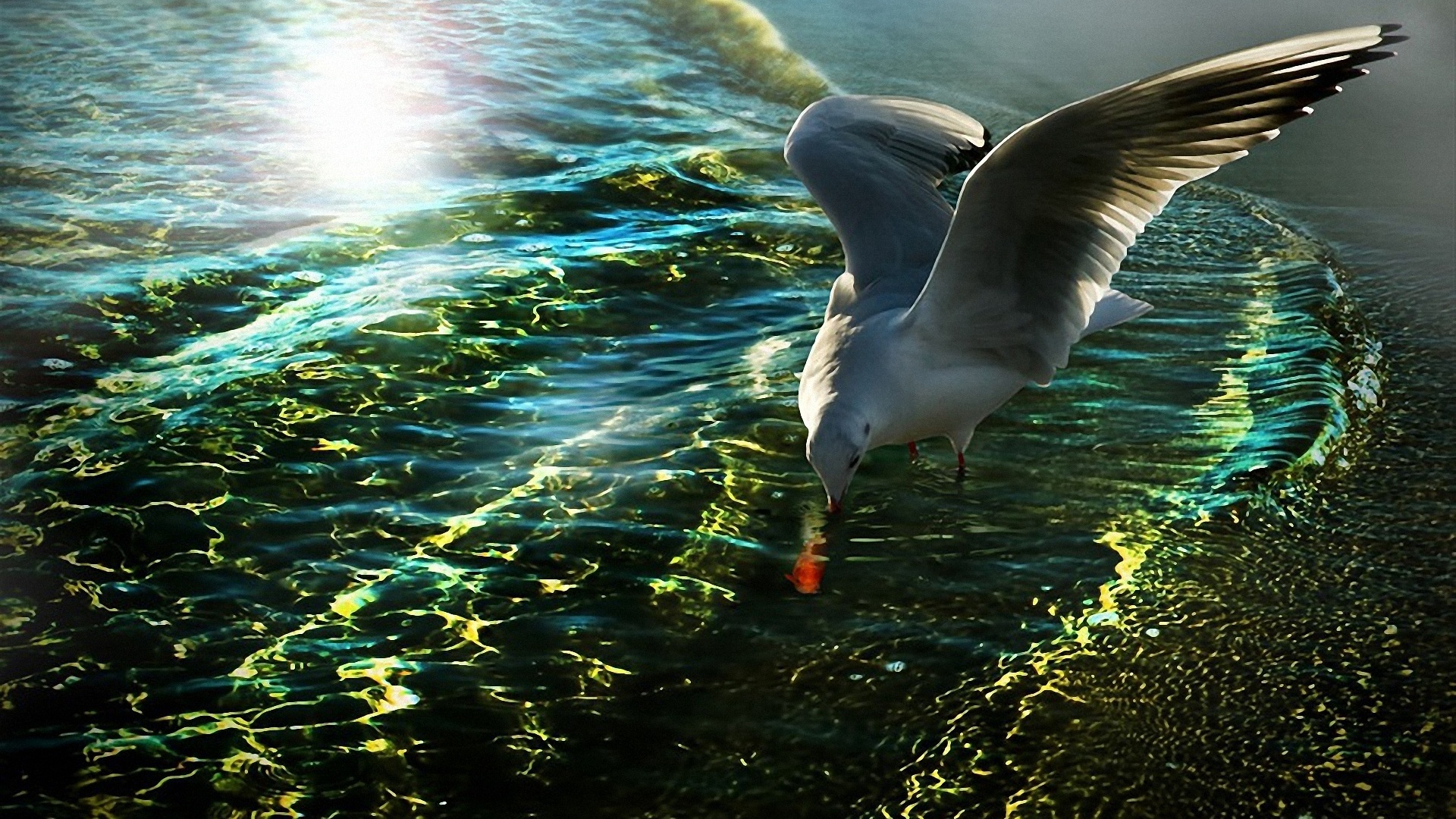 Téléchargez des papiers peints mobile Mouette, Des Oiseaux, Animaux gratuitement.