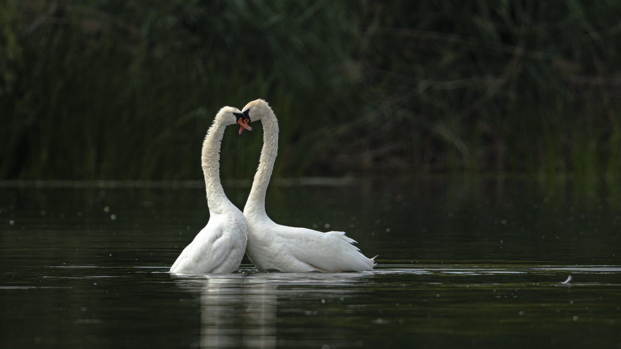 Baixar papel de parede para celular de Animais, Aves, Pássaro, Casal, Cisne, Cisne Mudo gratuito.