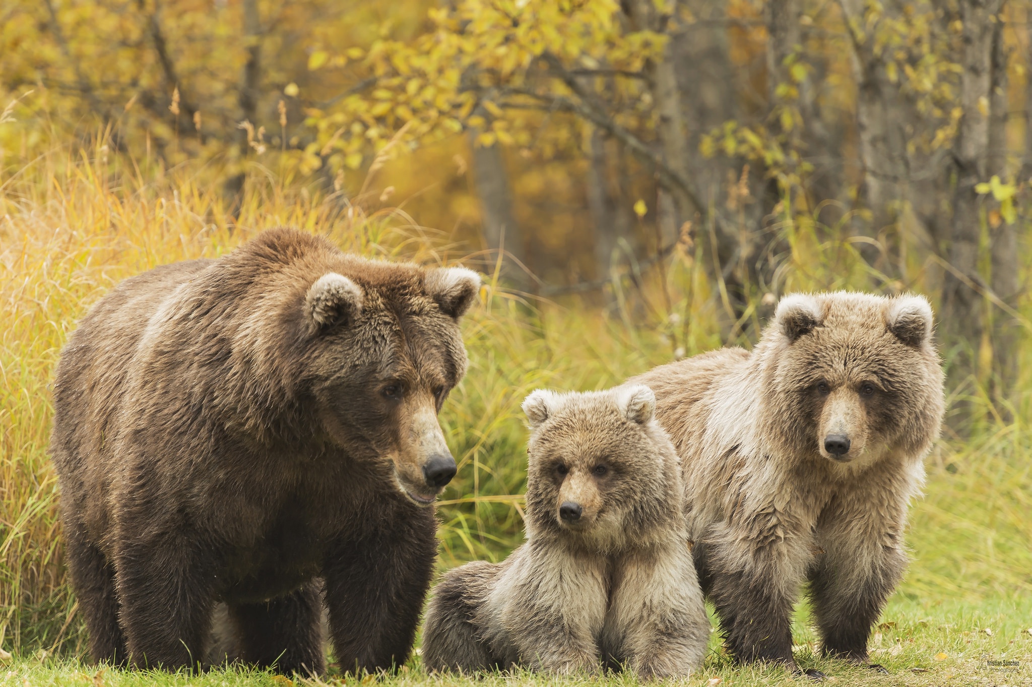 Free download wallpaper Bears, Bear, Animal, Cub on your PC desktop