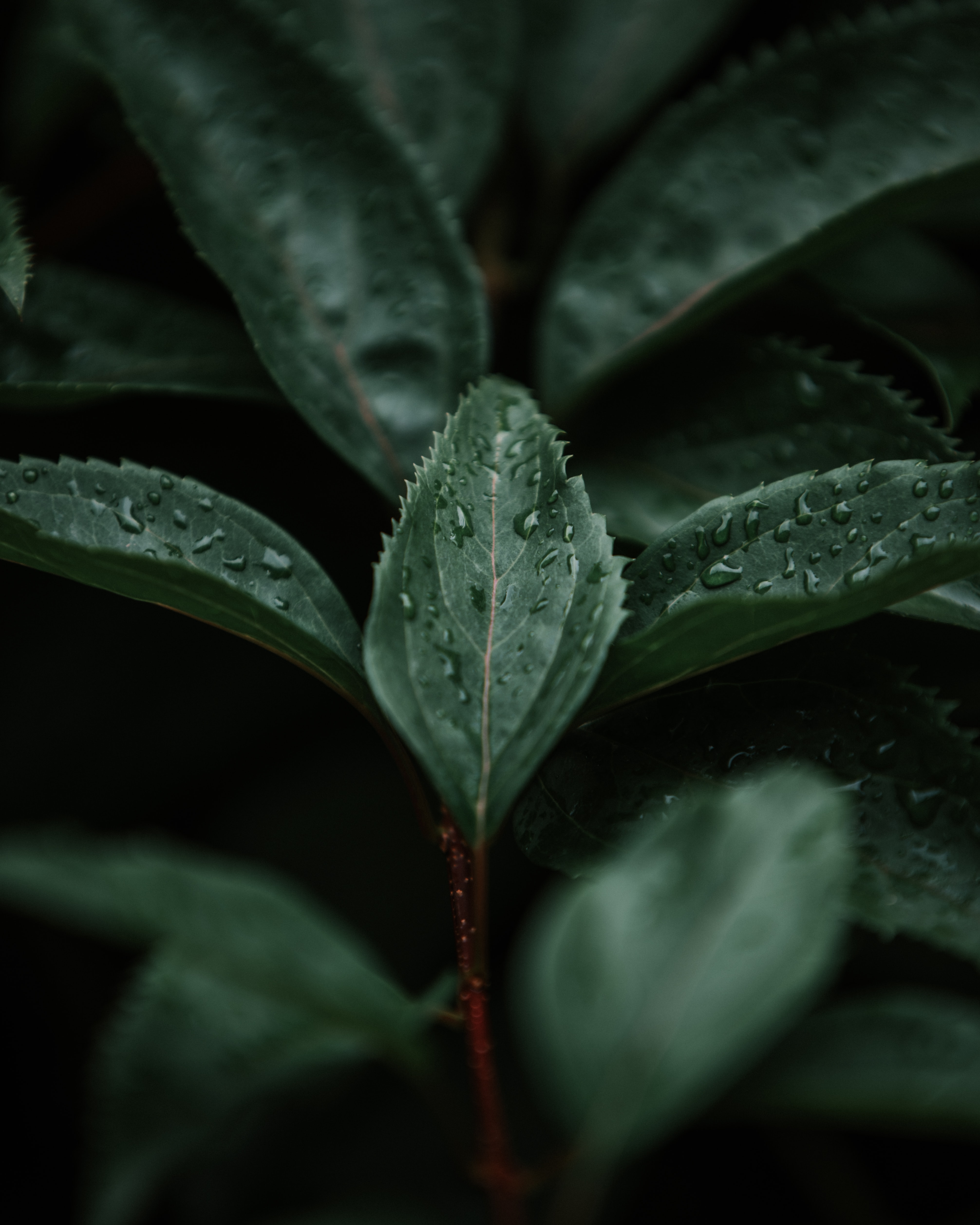 Free download wallpaper Macro, Branch, Nature, Leaves, Plant on your PC desktop