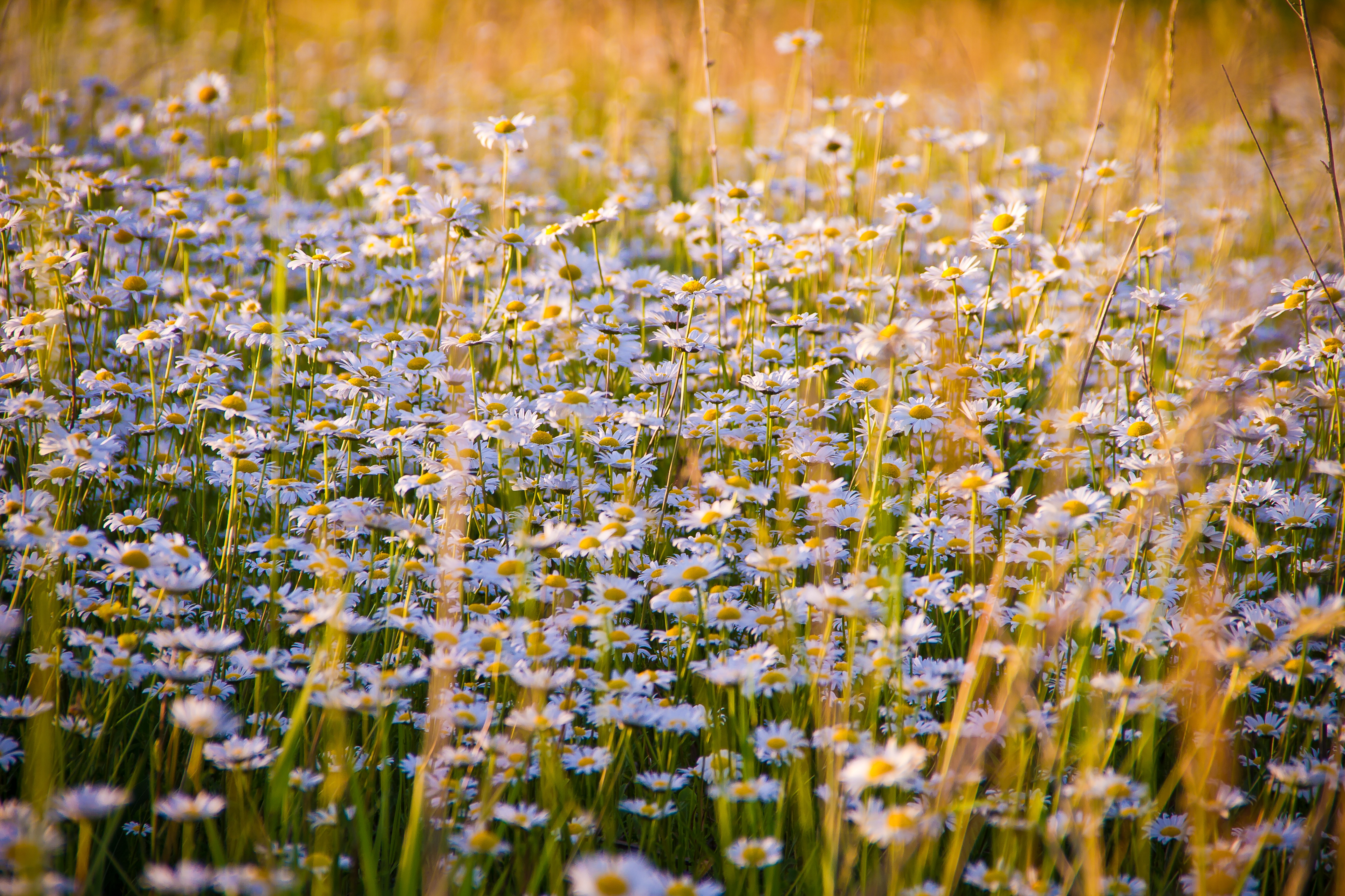 Free download wallpaper Flowers, Field, Lots Of, Multitude, Camomile on your PC desktop