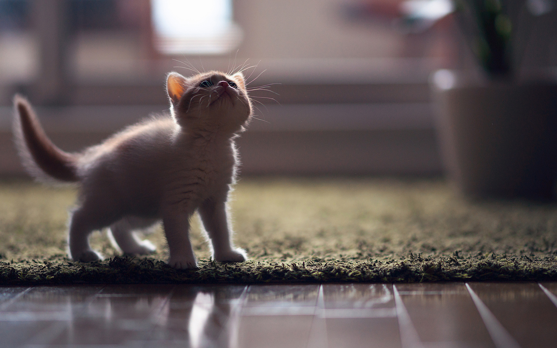 Baixe gratuitamente a imagem Animais, Gato na área de trabalho do seu PC