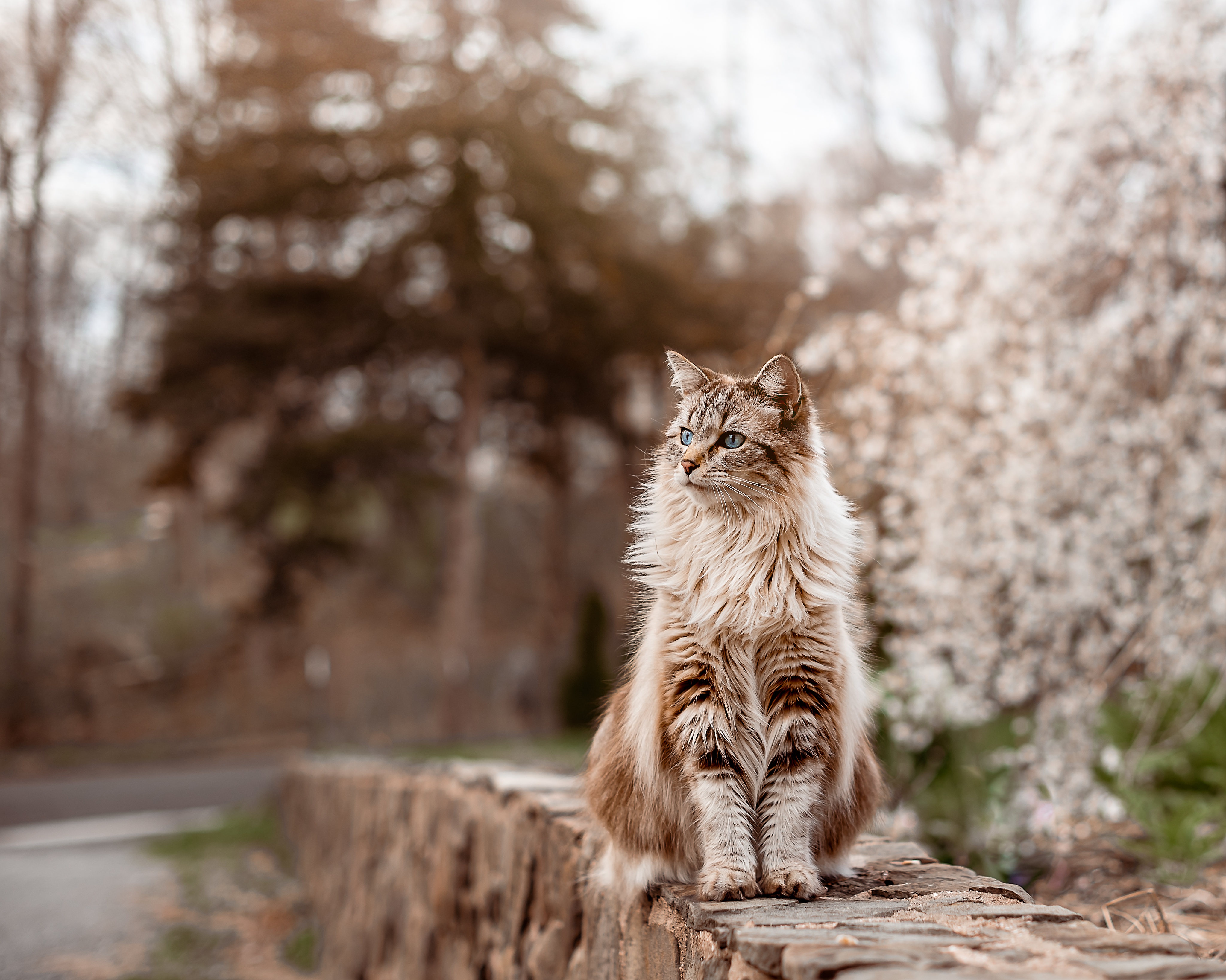 Baixe gratuitamente a imagem Animais, Gatos, Gato na área de trabalho do seu PC