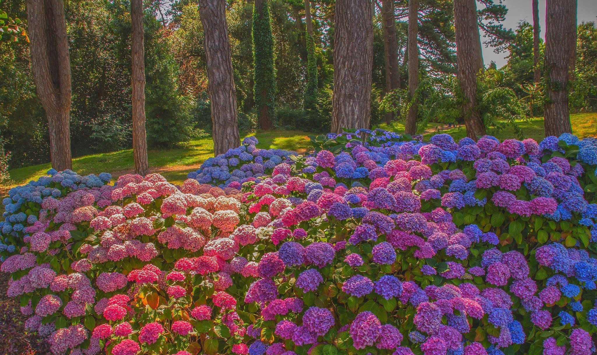 earth, hydrangea, flowers