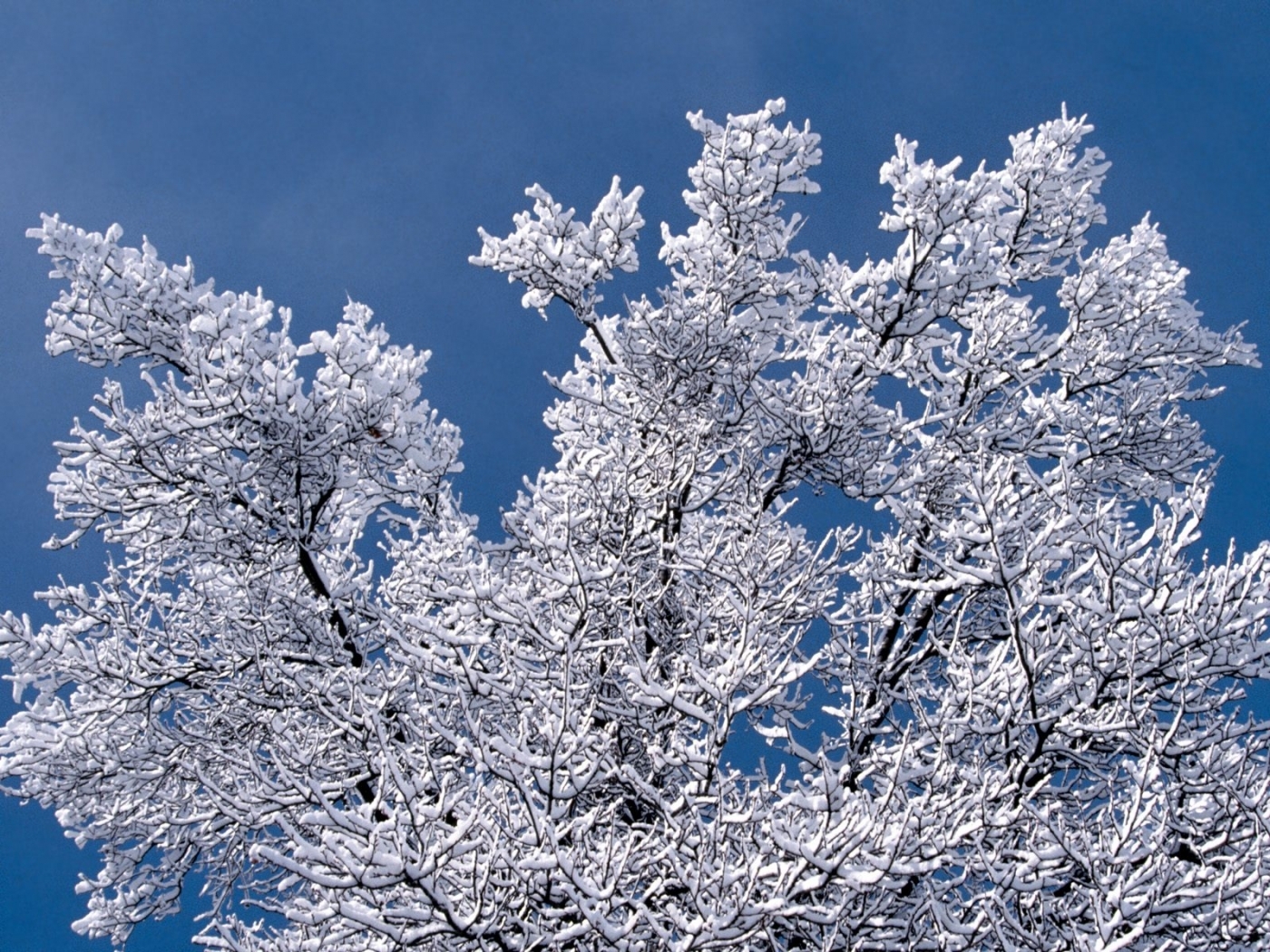 Download mobile wallpaper Winter, Landscape, Trees for free.