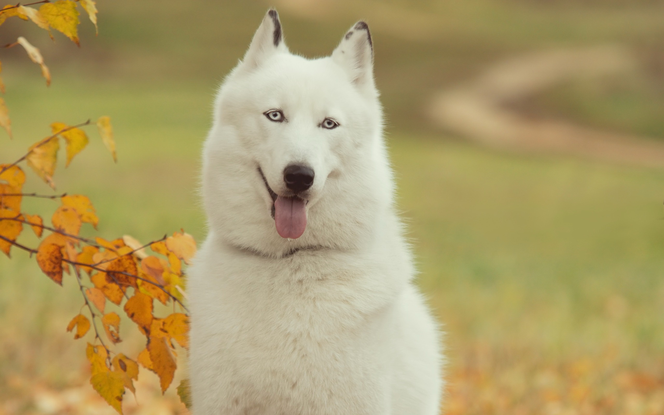 Descarga gratuita de fondo de pantalla para móvil de Animales, Perros, Perro.