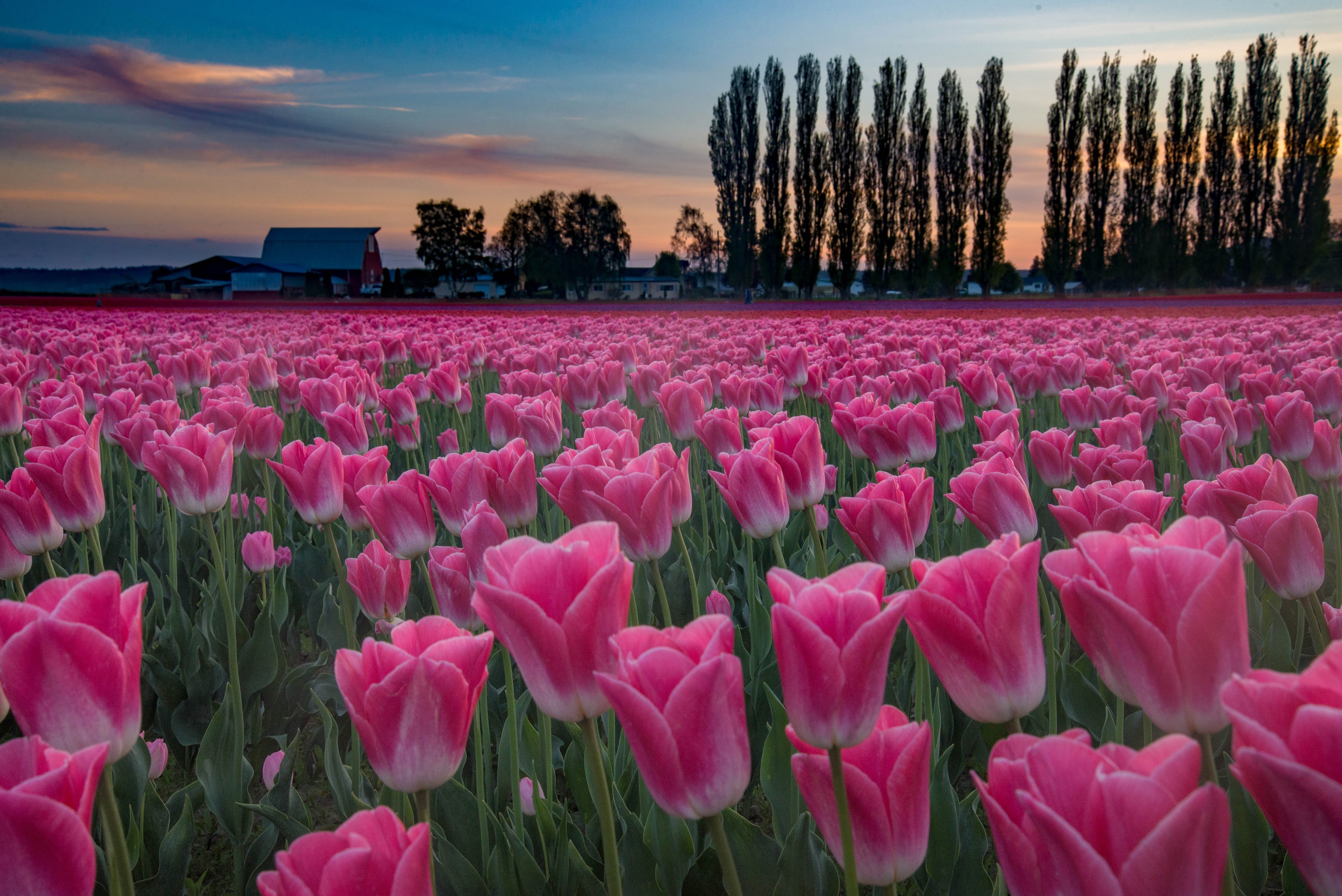 Téléchargez gratuitement l'image Fleurs, Fleur, Tulipe, La Nature, Terre/nature, Fleur Rose sur le bureau de votre PC