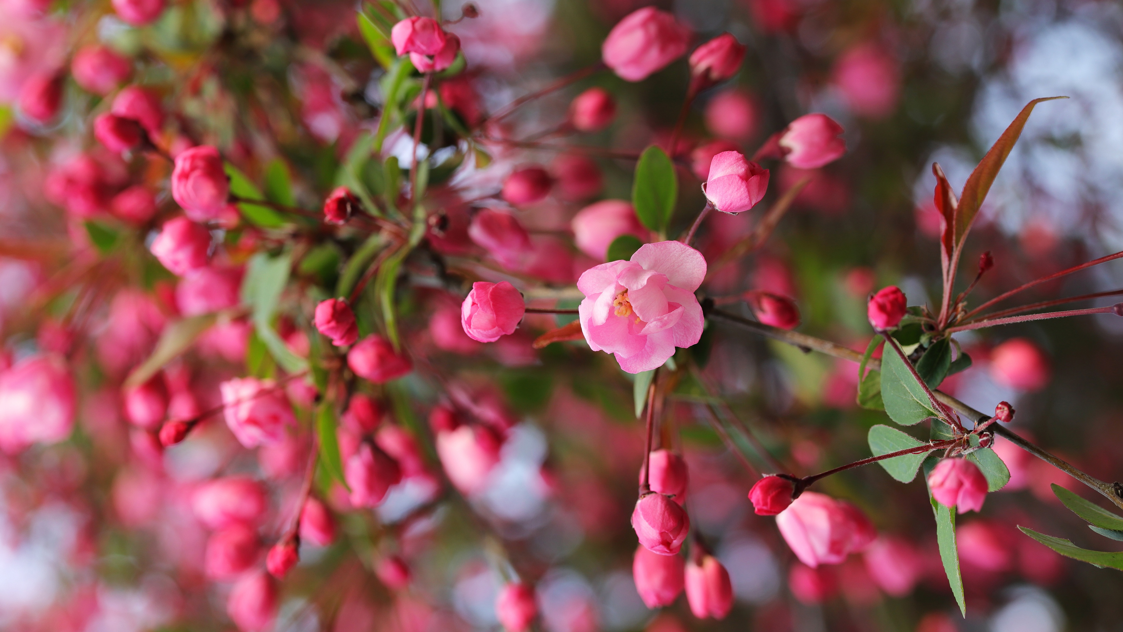 Download mobile wallpaper Blur, Branch, Earth, Spring, Blossom, Pink Flower, Apple Blossom for free.