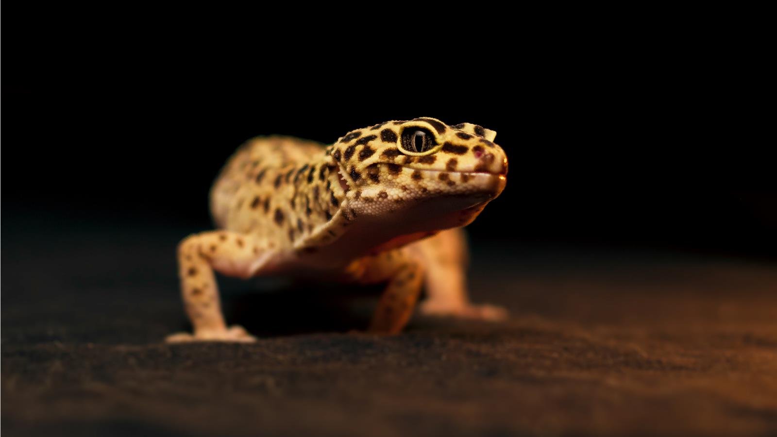 603133 télécharger le fond d'écran animaux, gecko léopard - économiseurs d'écran et images gratuitement