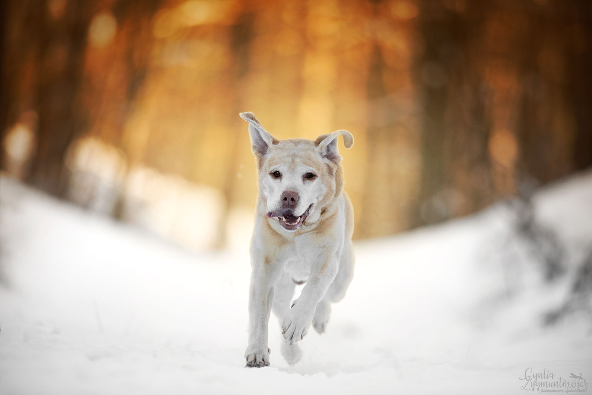 Baixar papel de parede para celular de Animais, Cães, Labrador Retriever gratuito.